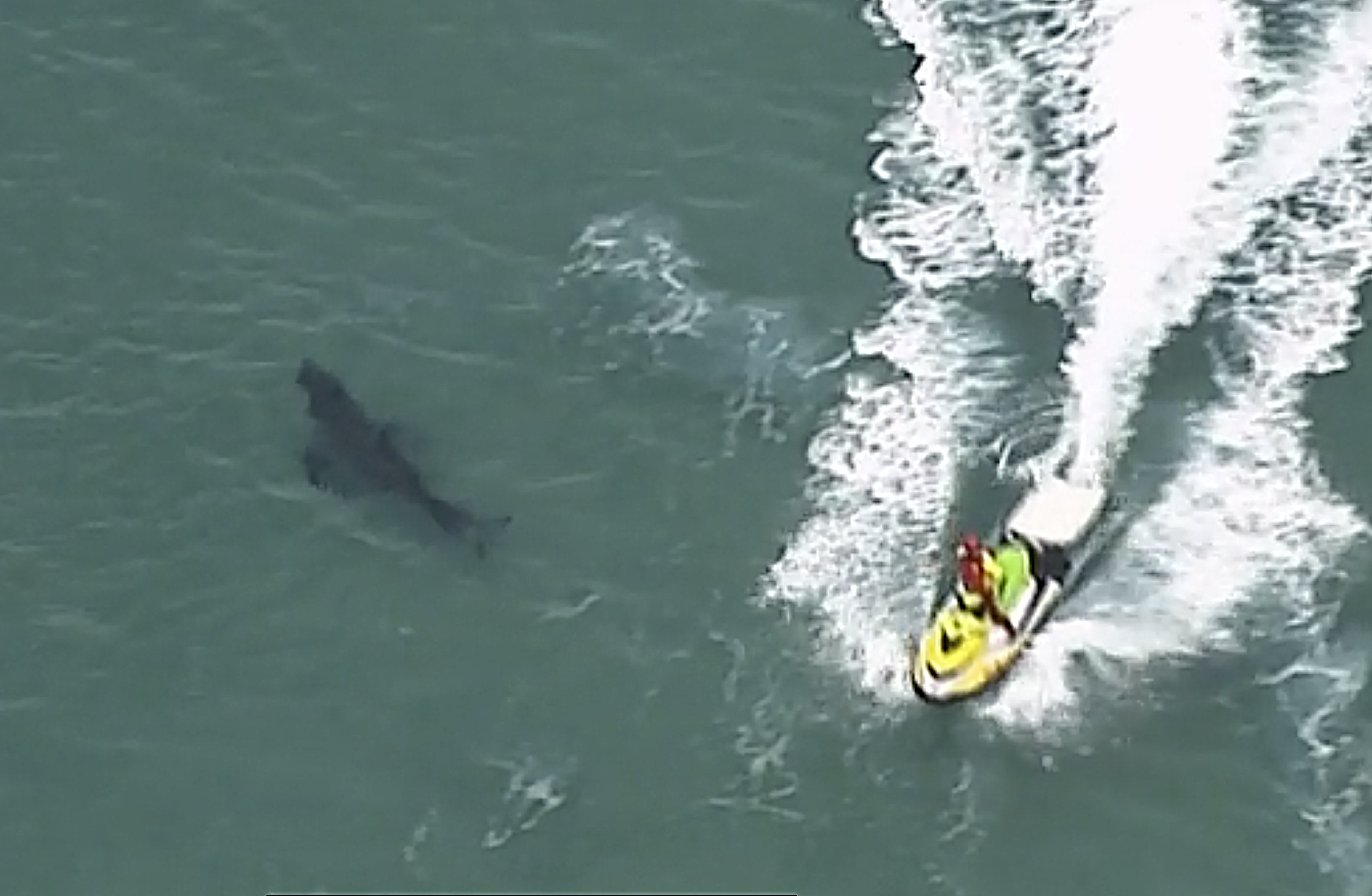 10-foot great white shark kills 60-year-old surfer in Australia