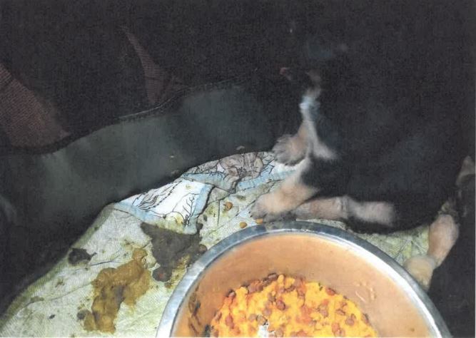 Animal Control rescues Parvo infected puppies