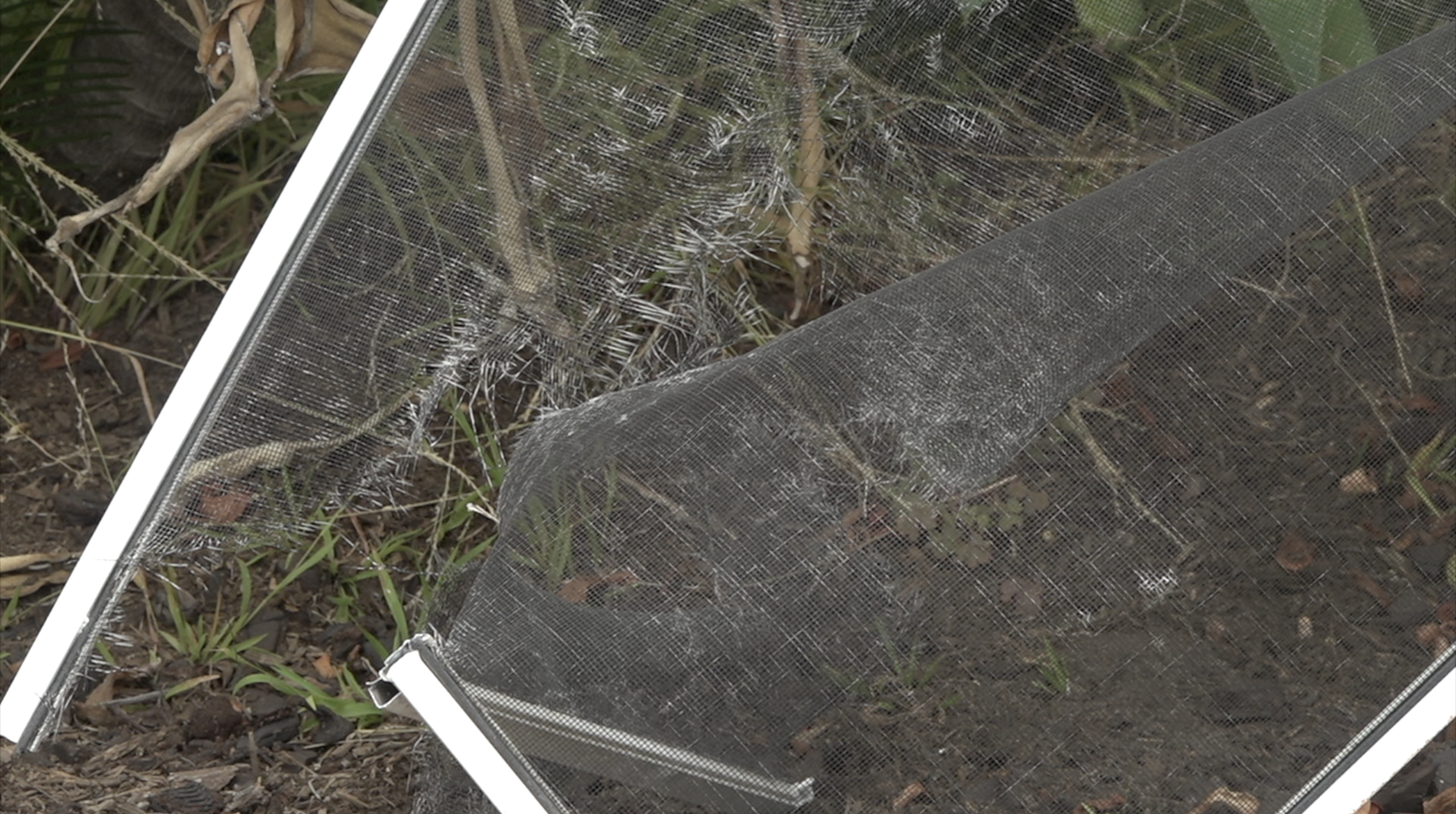 Coyote in Encinitas rips through woman's window screen, kills her cat