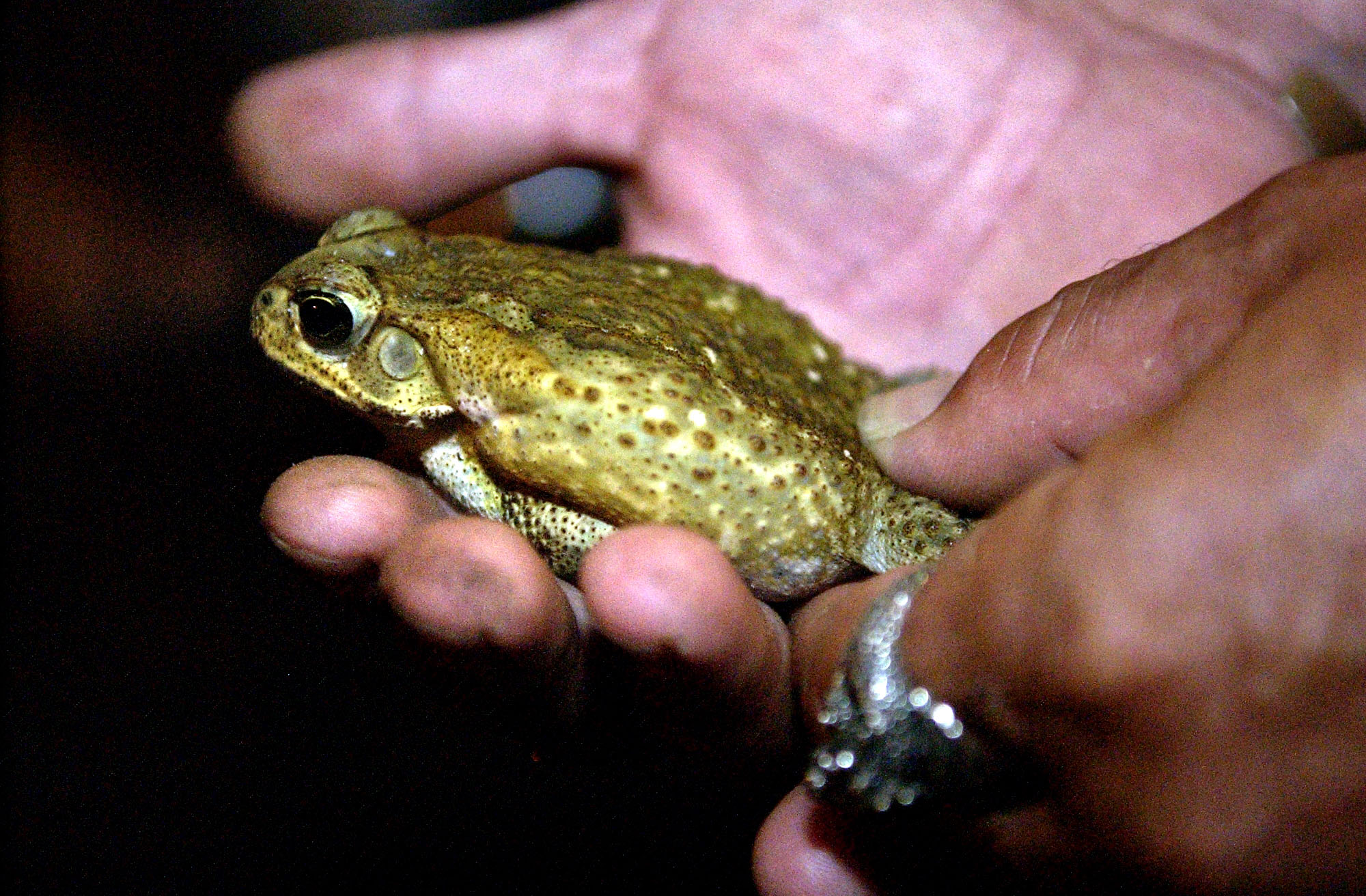 Bufo toad caught in Fort Pierce pictured in 2005