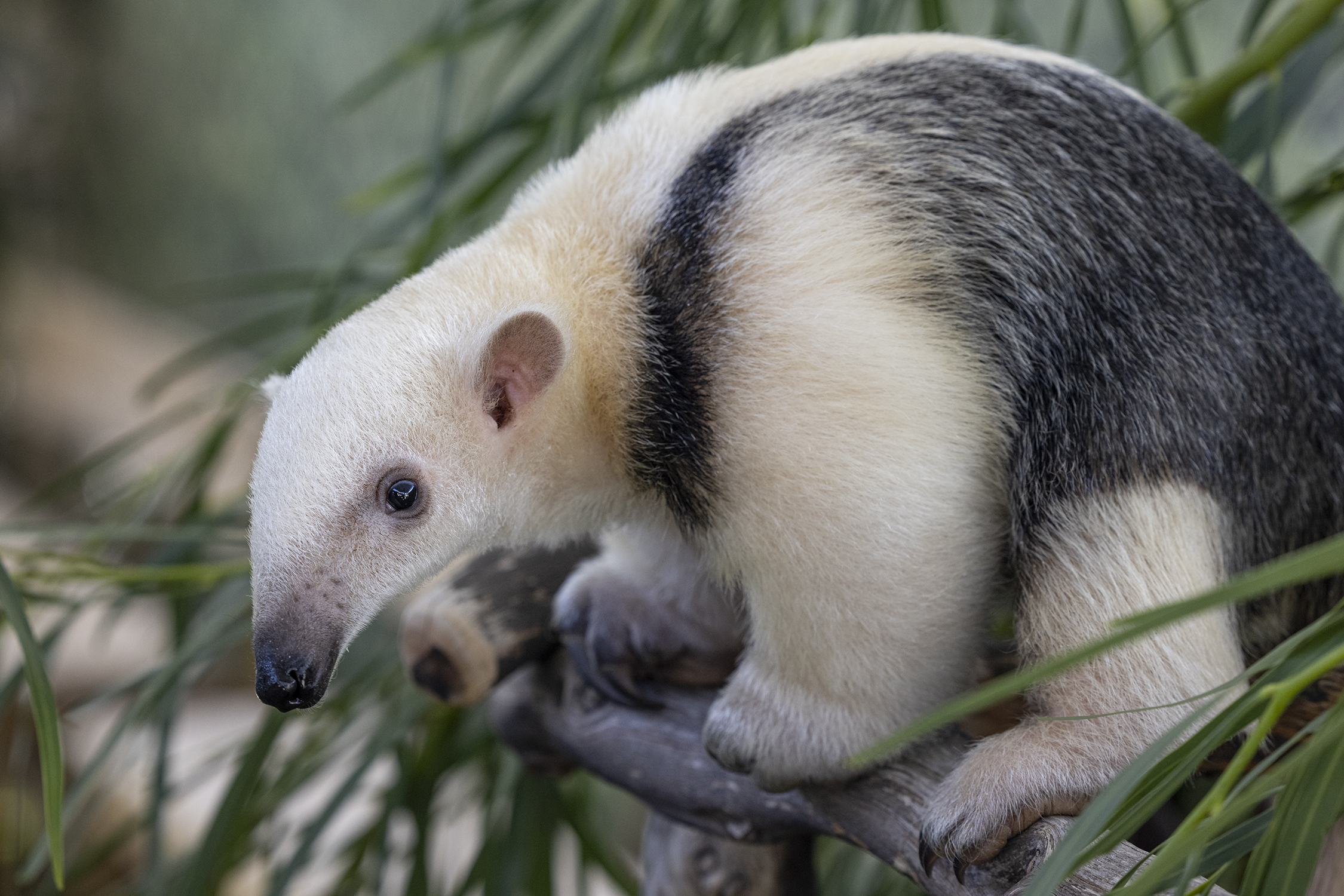 san diego zoo safari park tatis jr tamandua_2.jpg