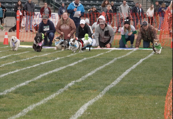 Corgi races 