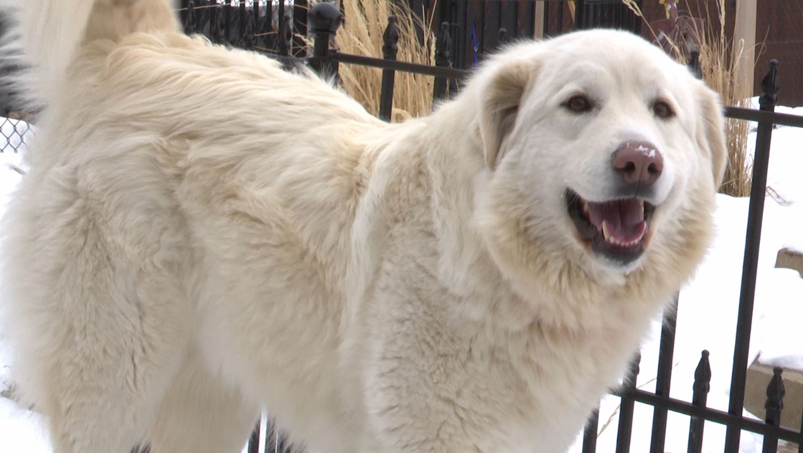 SASHA THE DOG.JPG