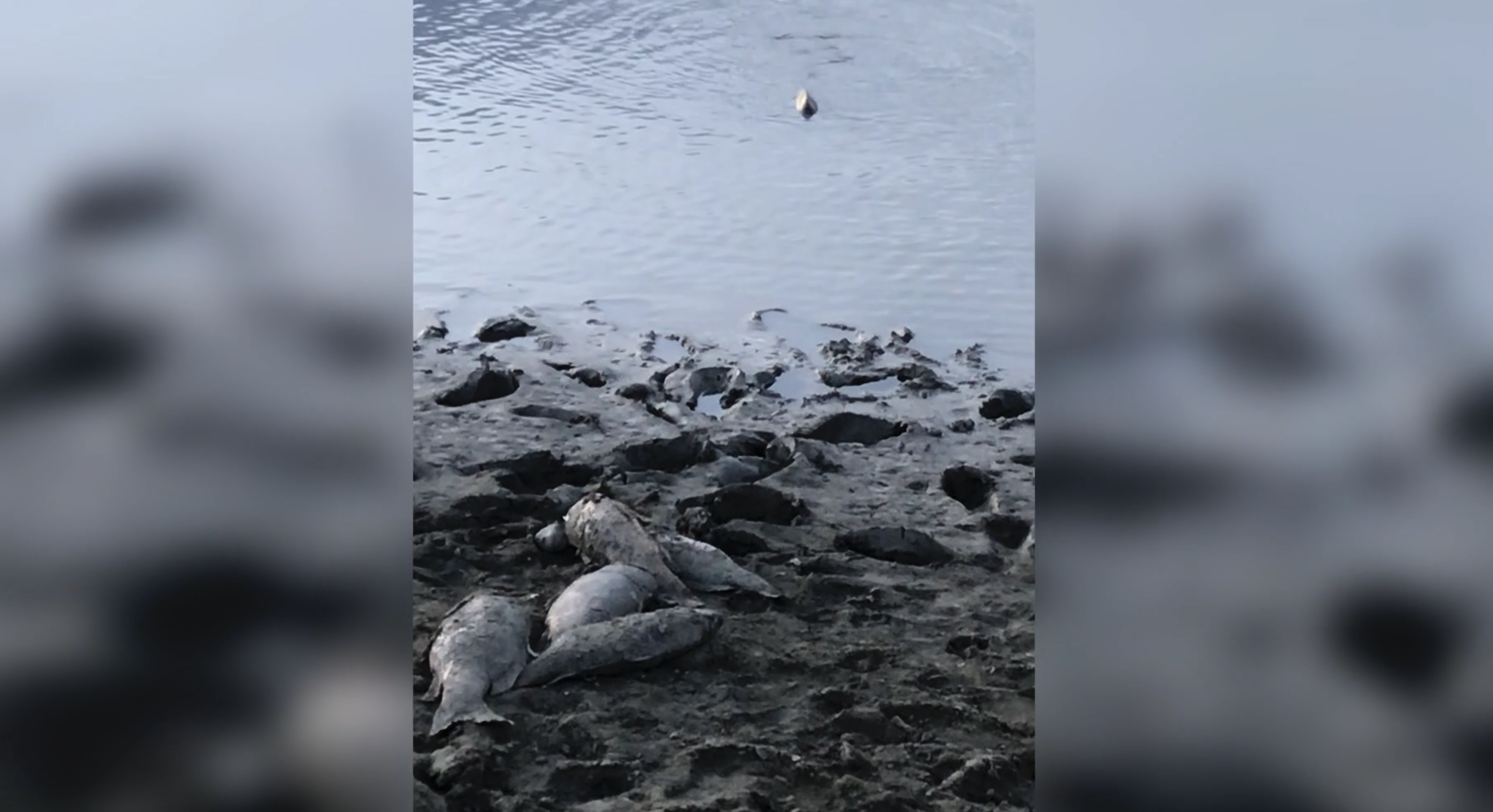 Billings resident draws attention to dying fish in conservation area