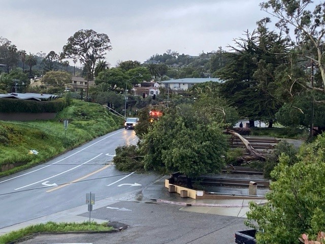 DOWNED TREE AND POWER LINES 2.jfif