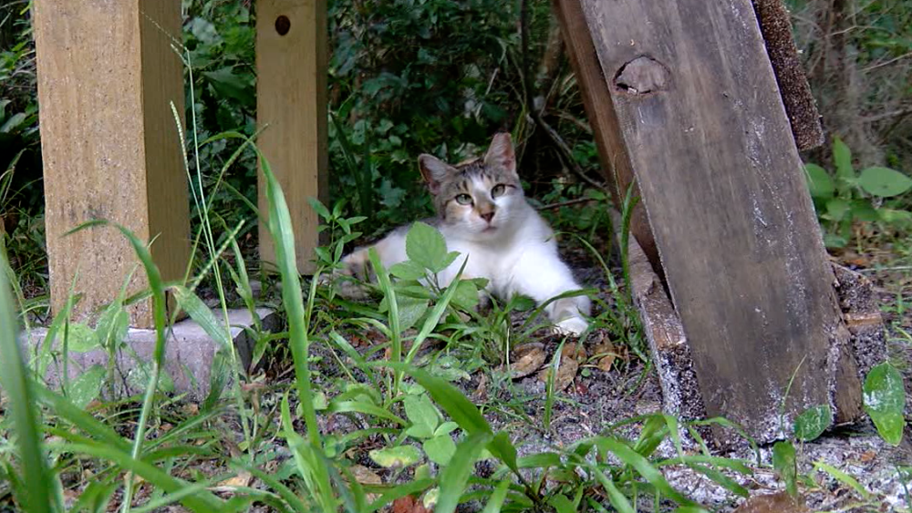 working cats Manatee Count