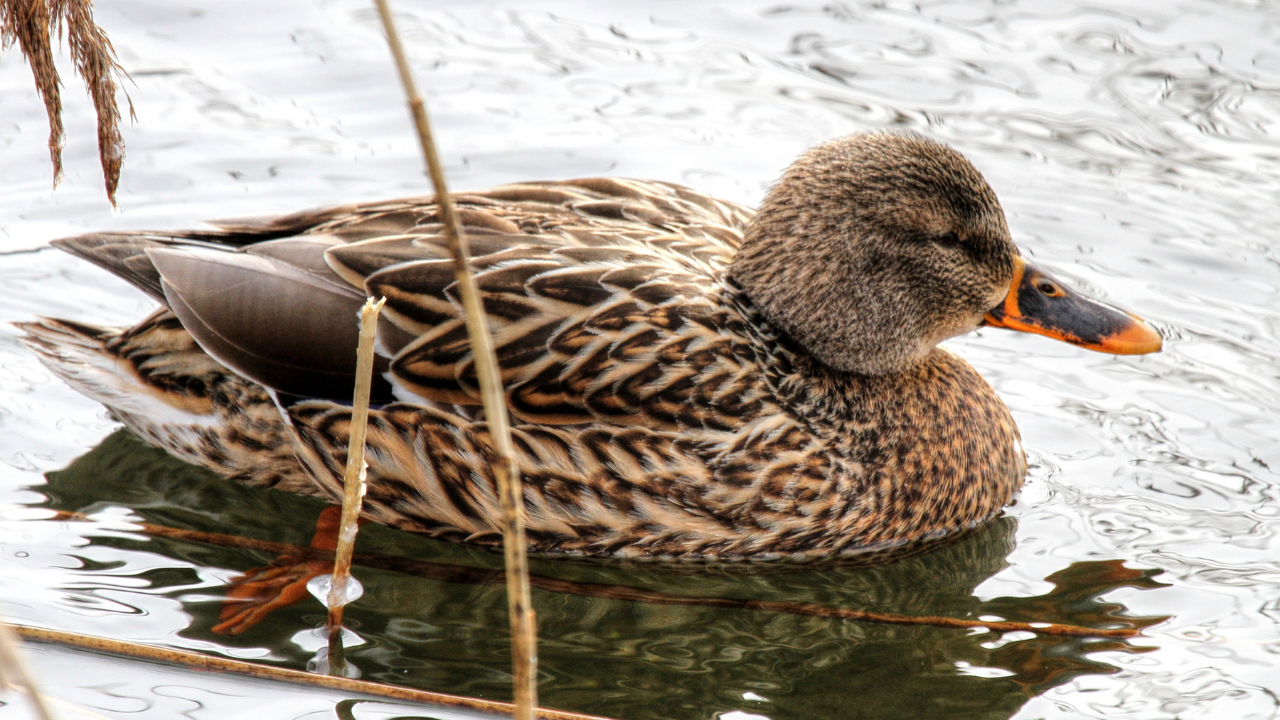 Duck (FILE)