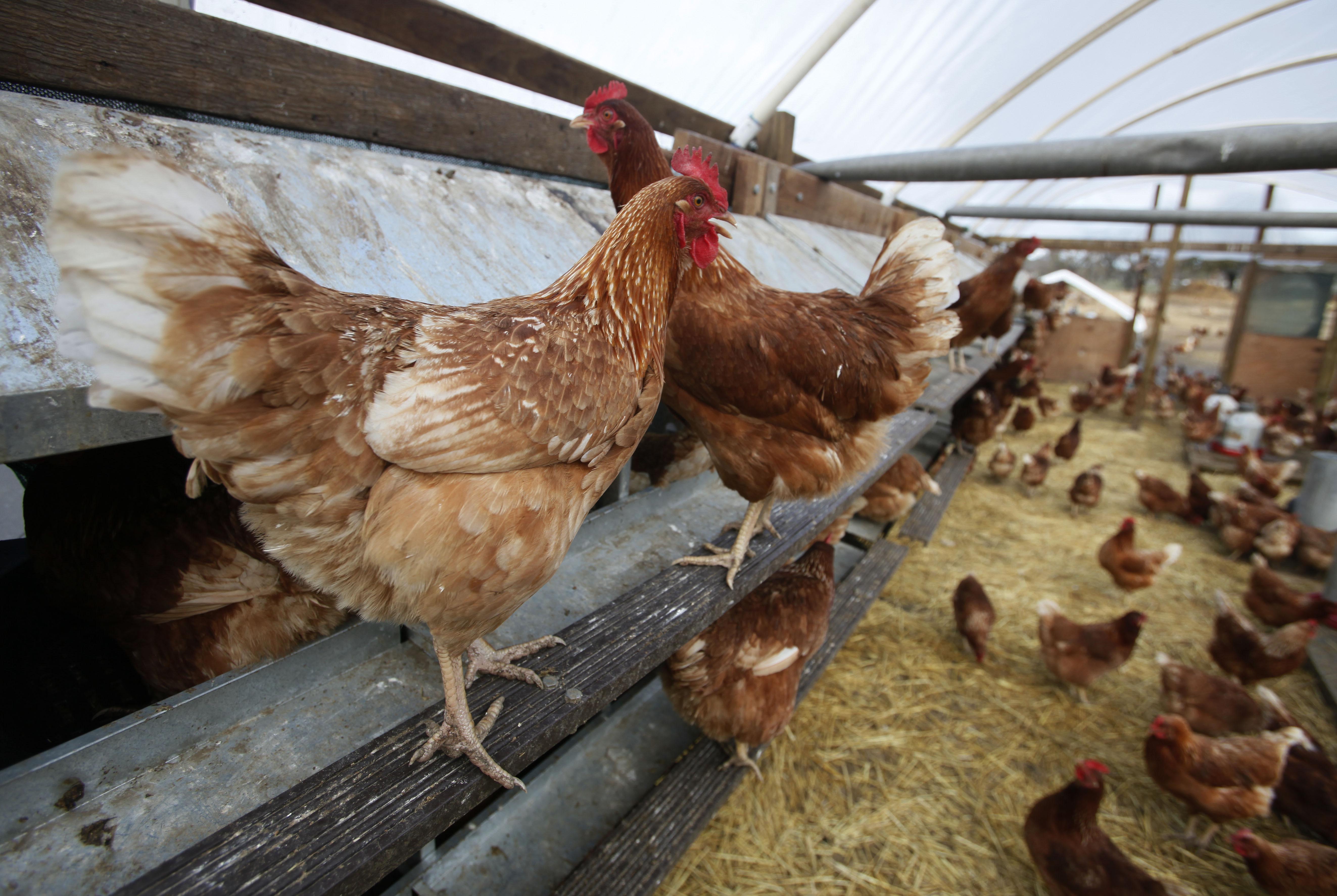 Food and Farm Natural Chicken