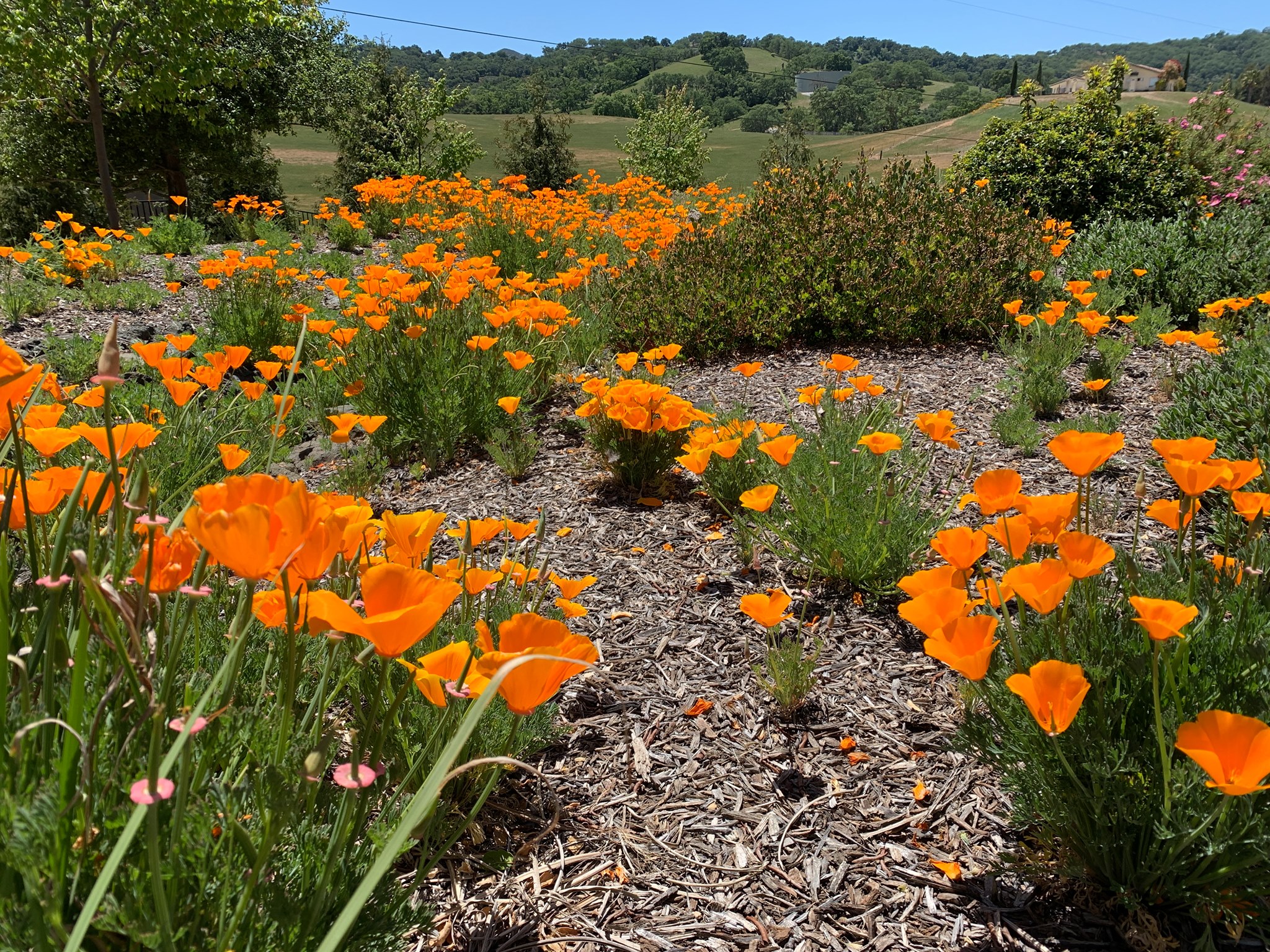 California Poppies on a pretty spring day