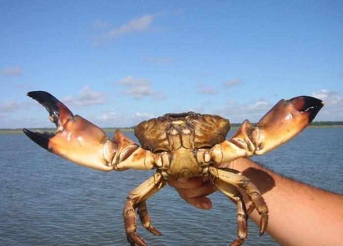 Stone crab