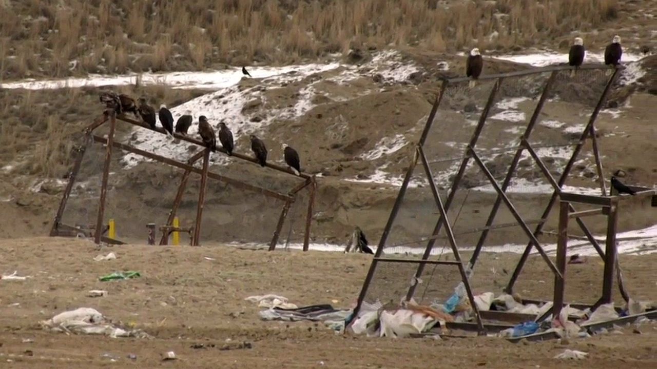 Bald eagles flock to Logan Landfill