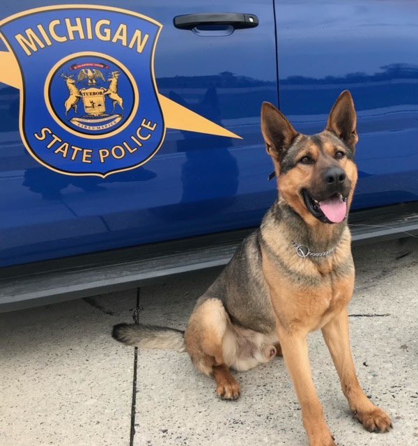 k9.jfif