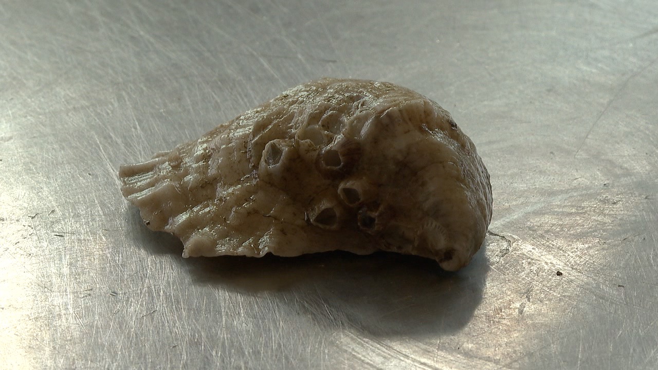 Aquacultured raised oyster