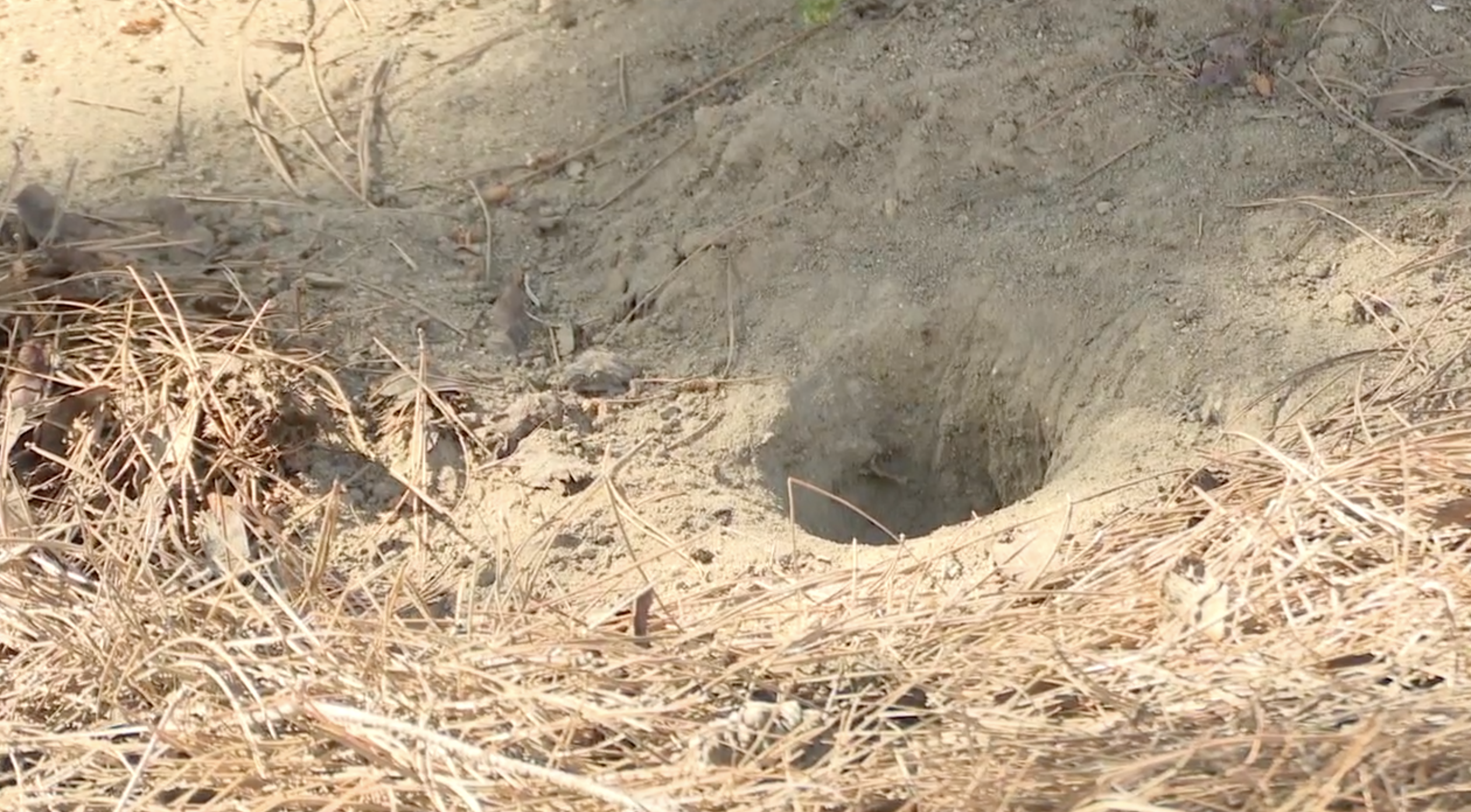 possible kit fox den