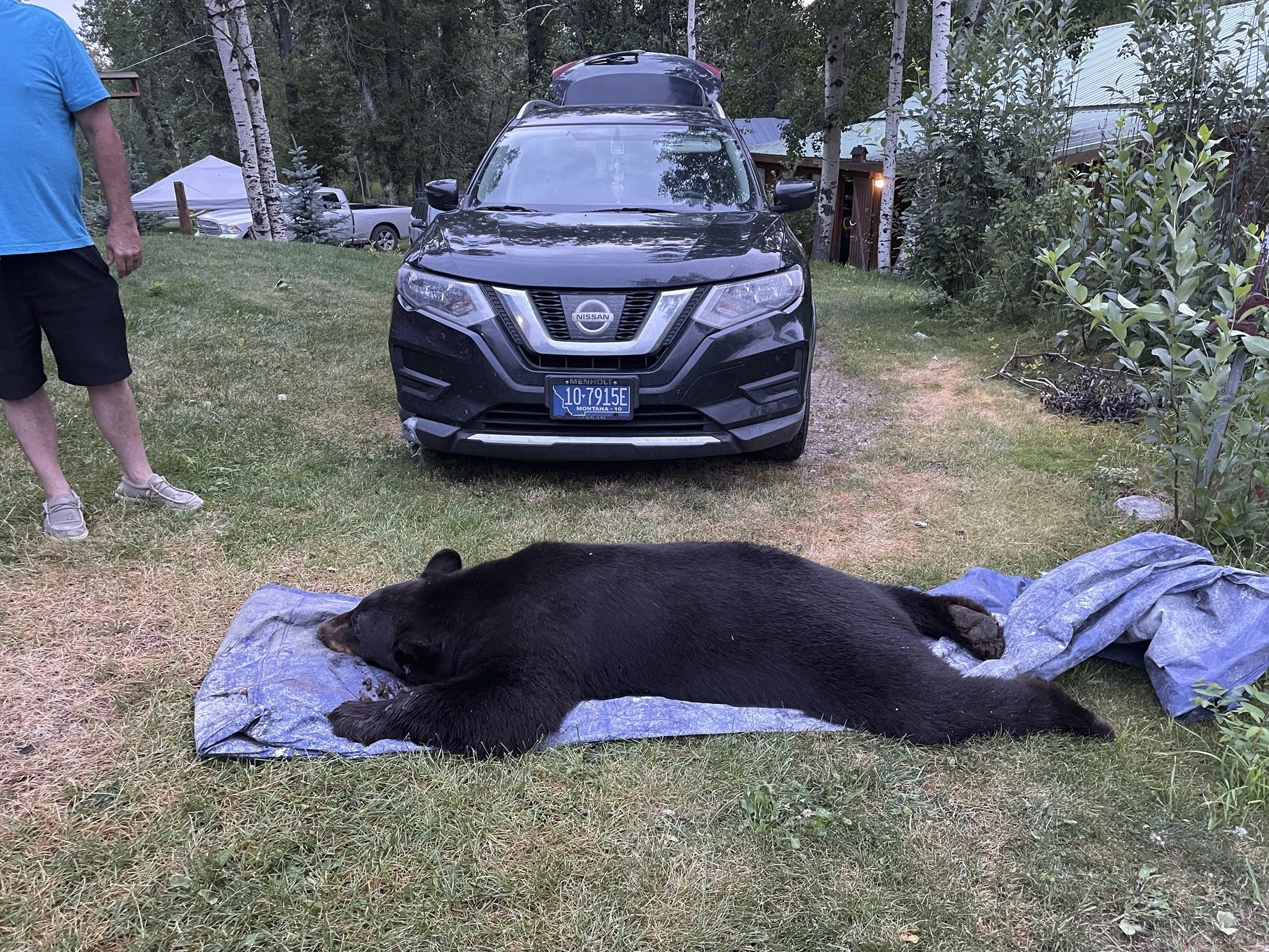 Bear Killed Living Room
