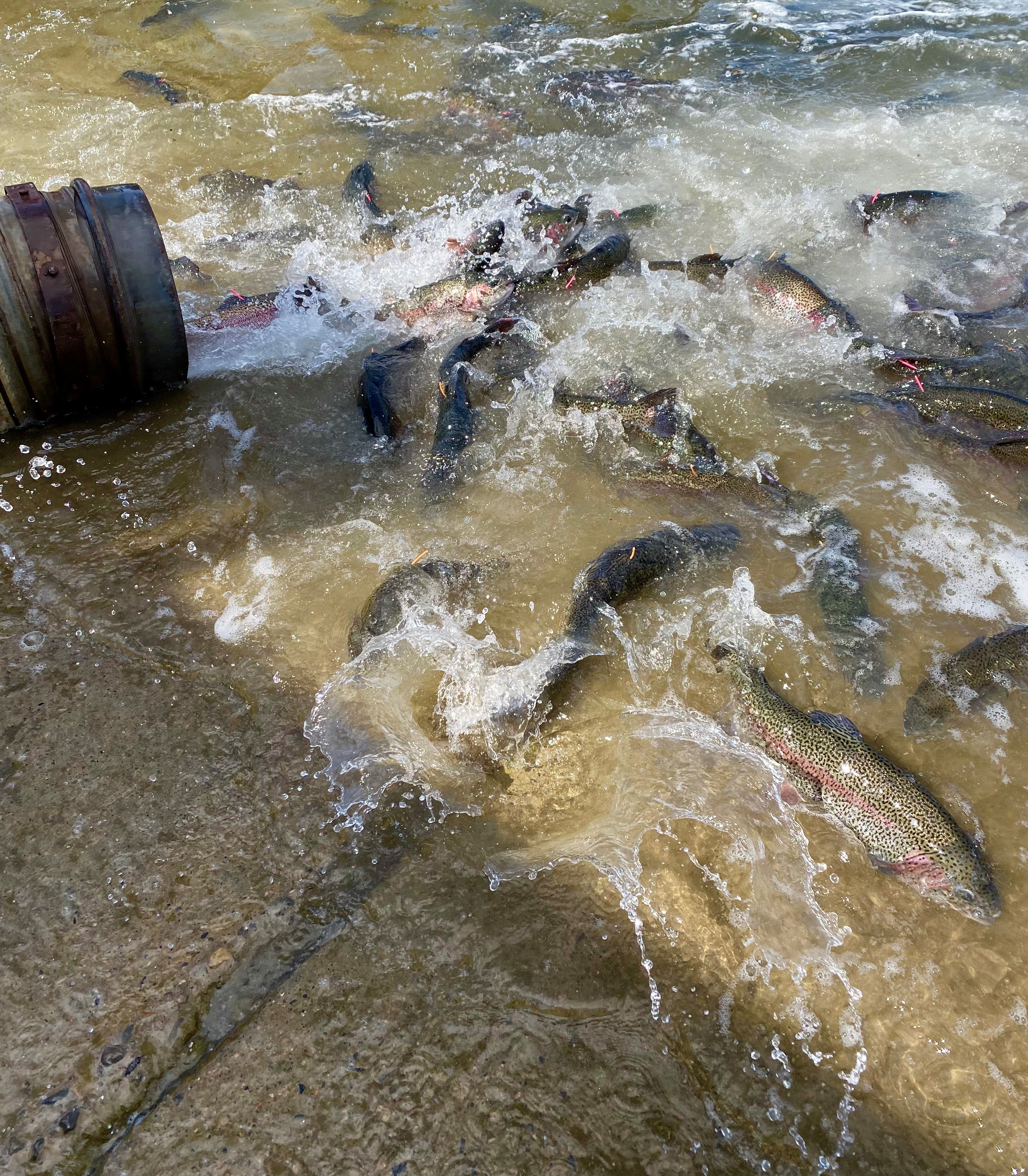 Trout in water 1 4-22-22.jpg