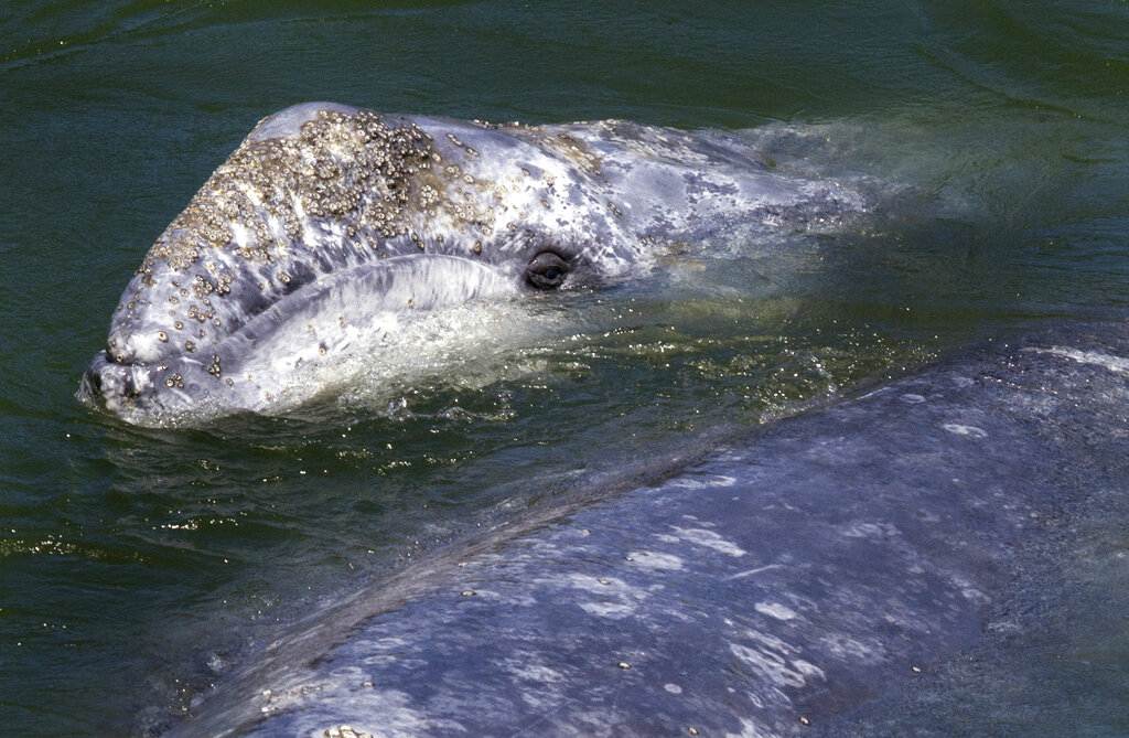 Wayward Whales