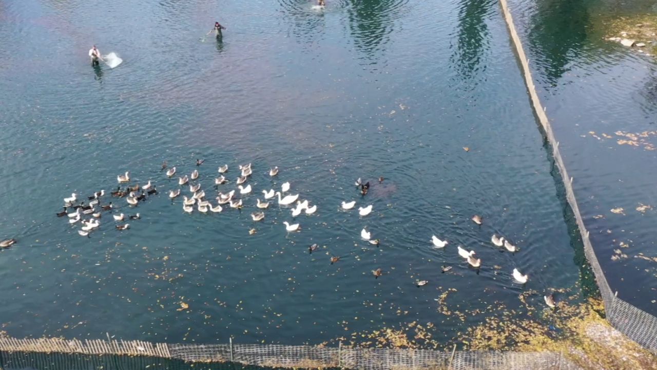 Waterfowl round-up at Gibson Park (October 22, 2021)