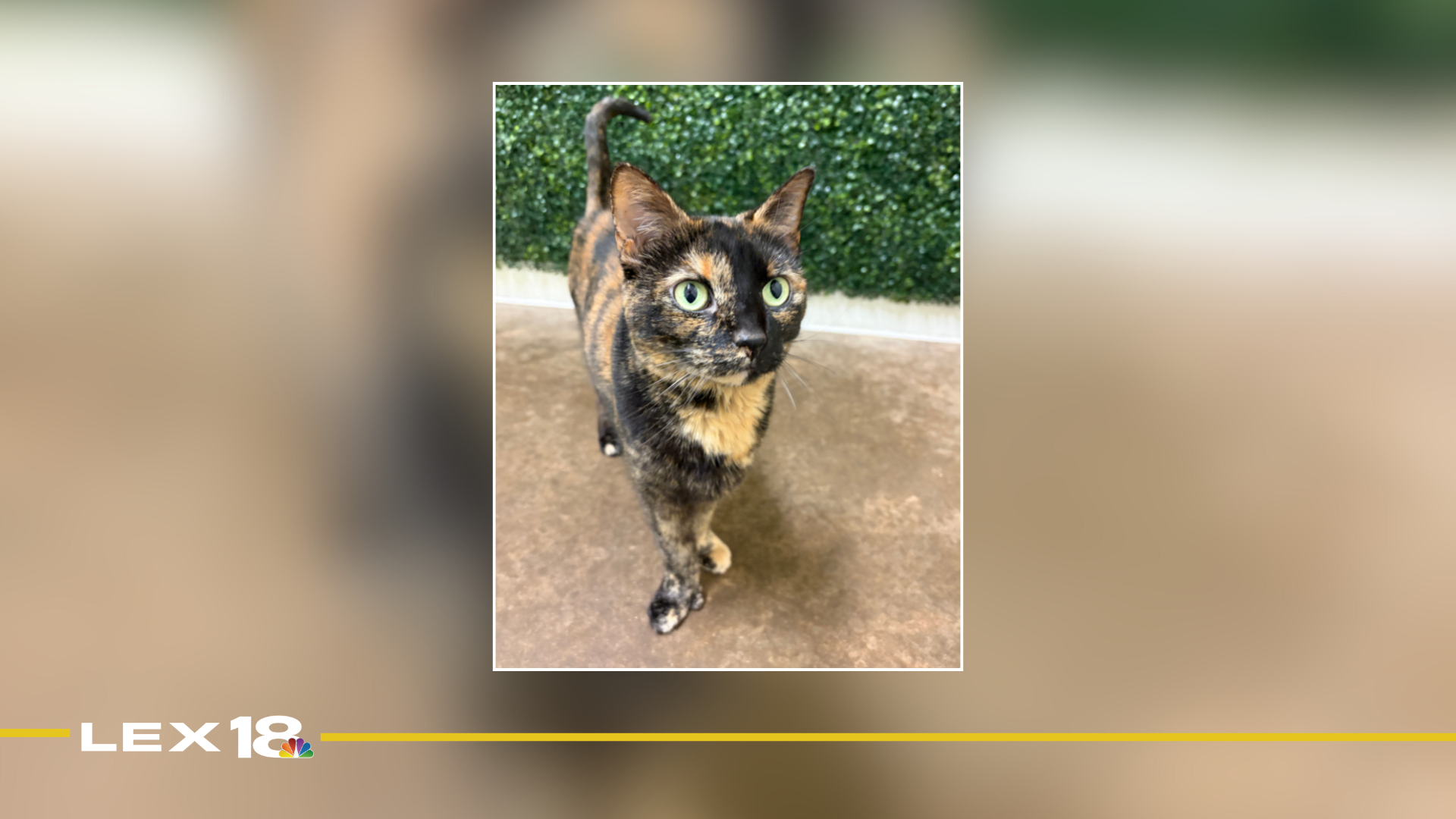 mugshot template  (37).png