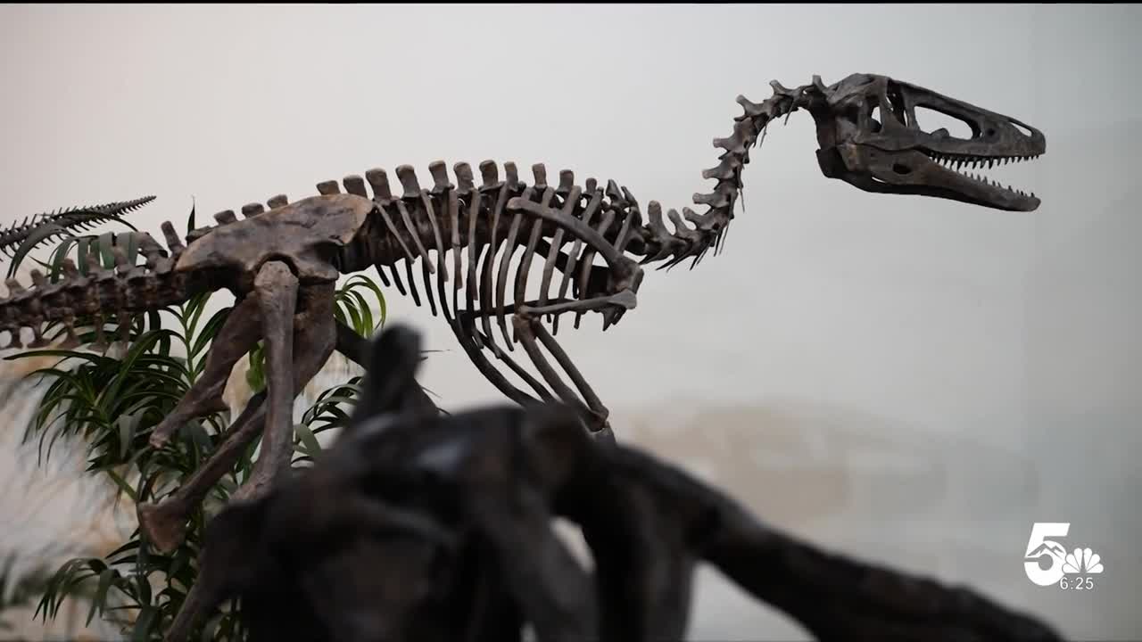 Dinosaur Museum