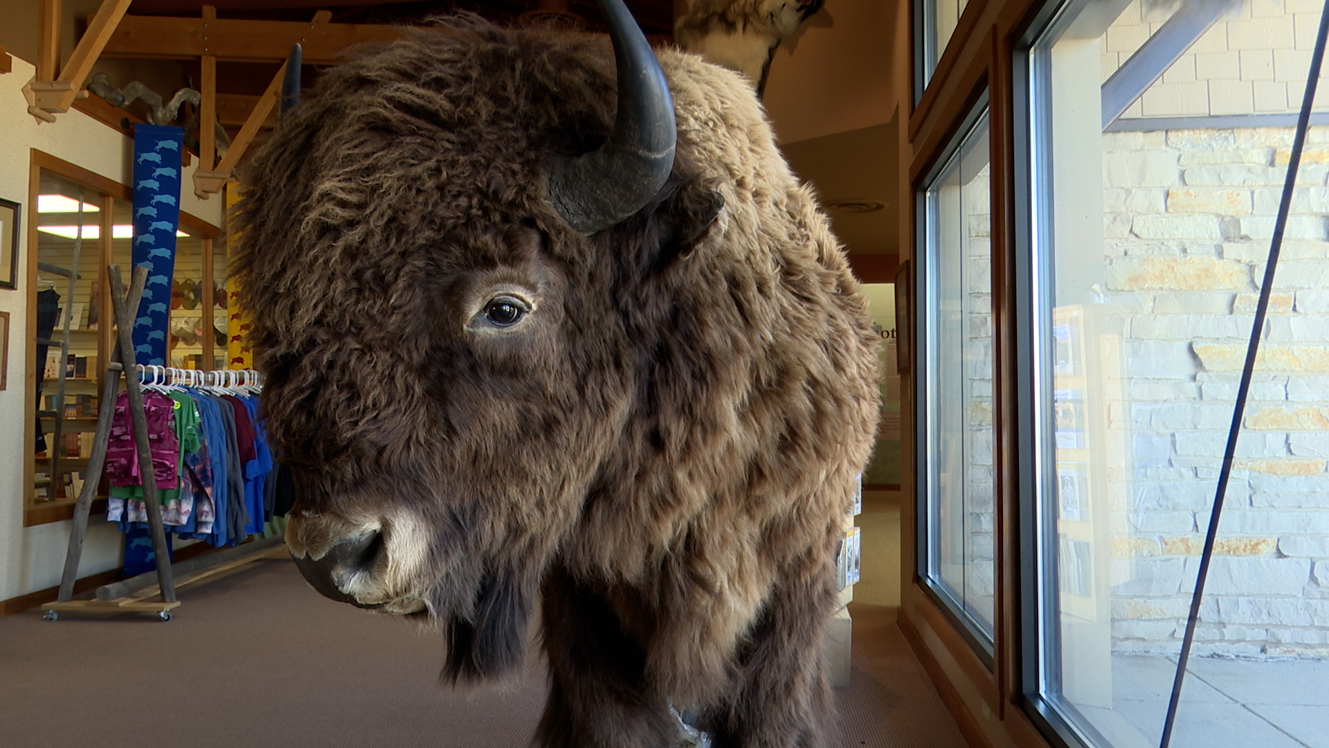 Stuffed Buffalo at First Peoples Buffalo Jump State Park
