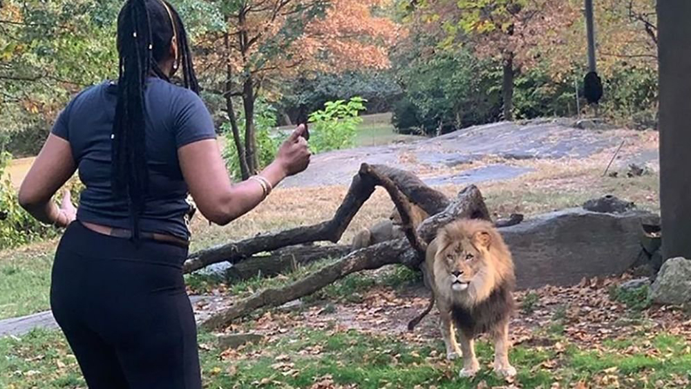 The Bronx Zoo says the woman who trespassed inside its lion enclosure on Saturday put herself in serious danger.