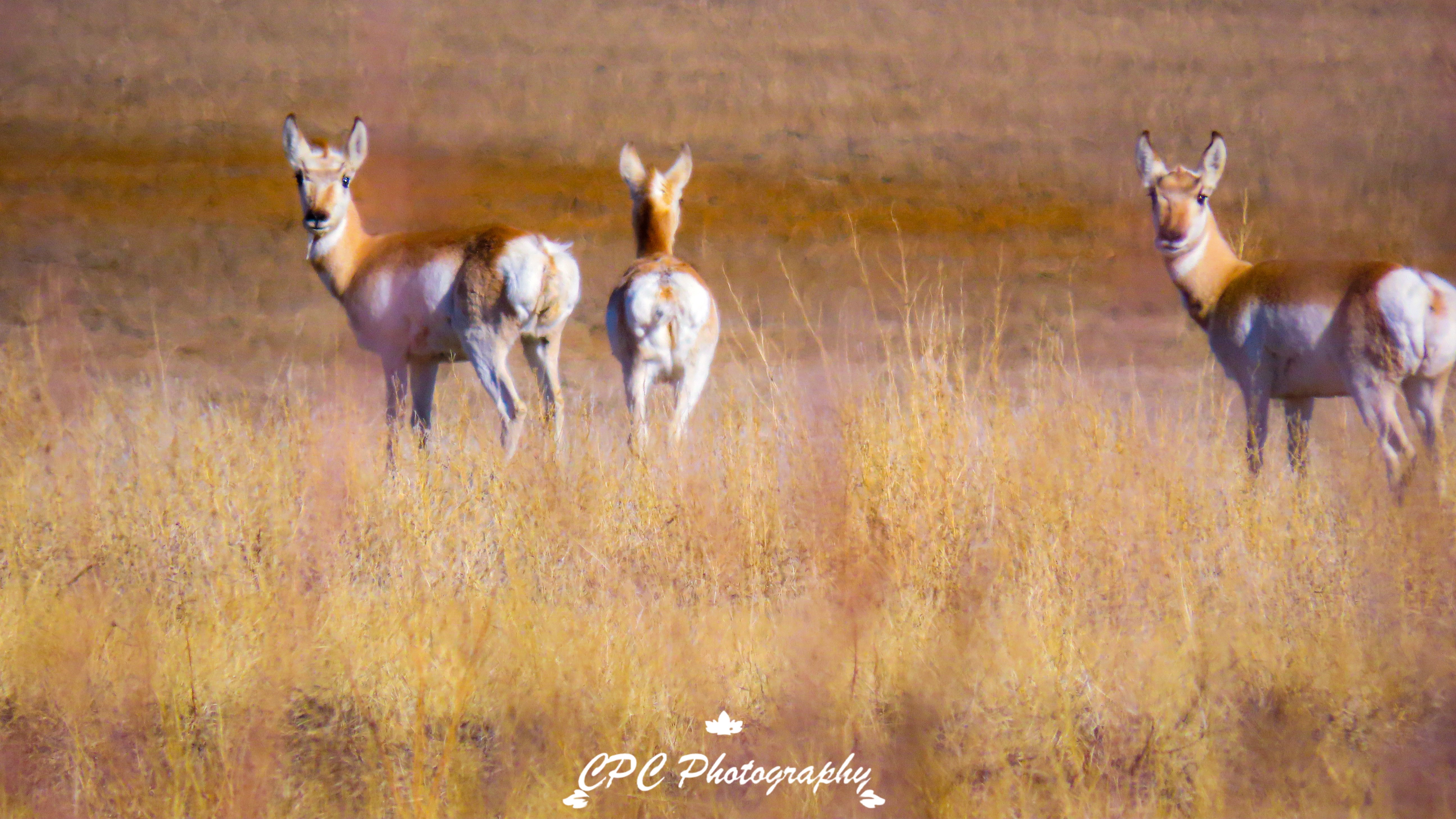 carter chavez ramah state wildlife area