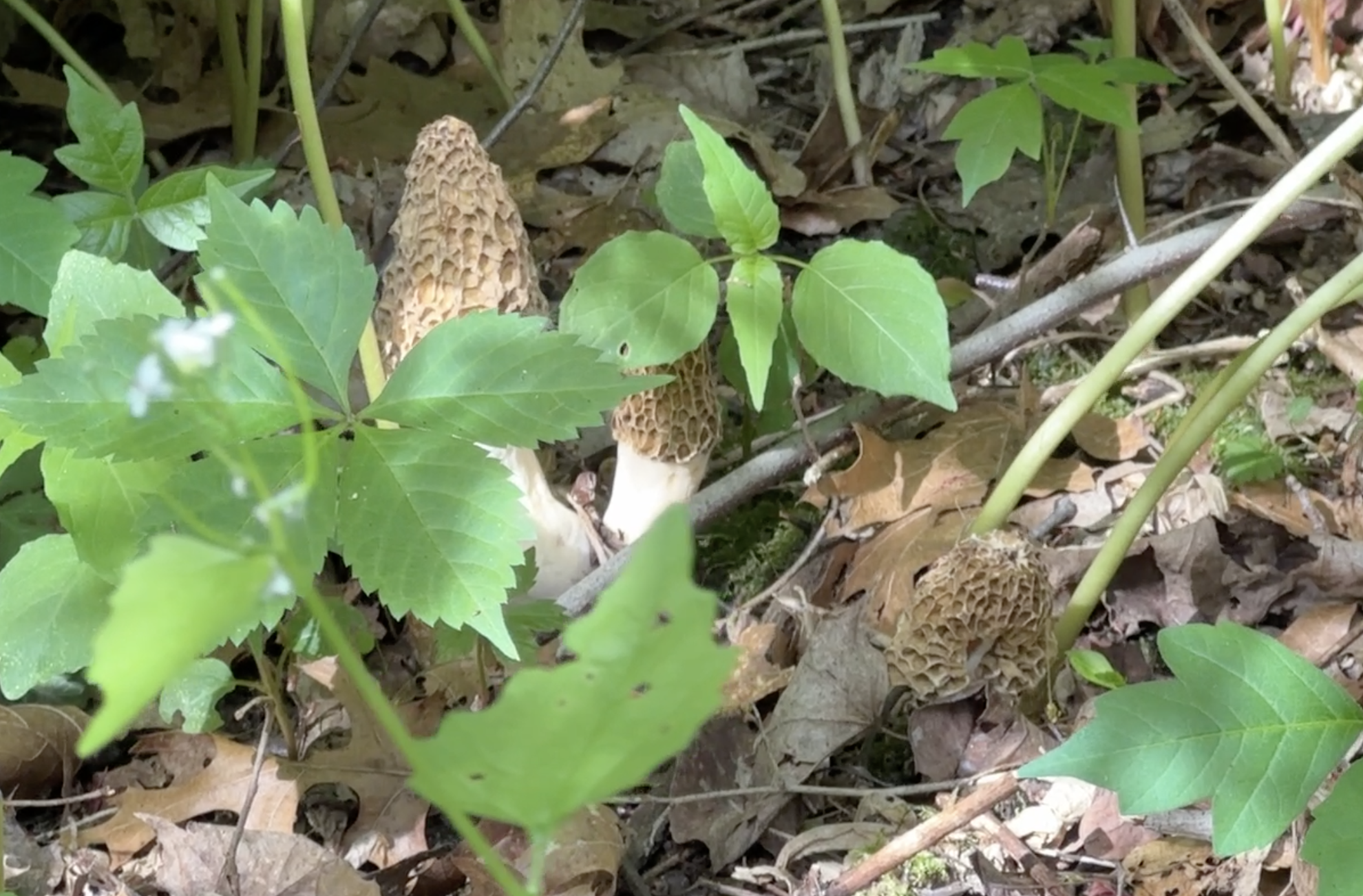 Morel Mushroom