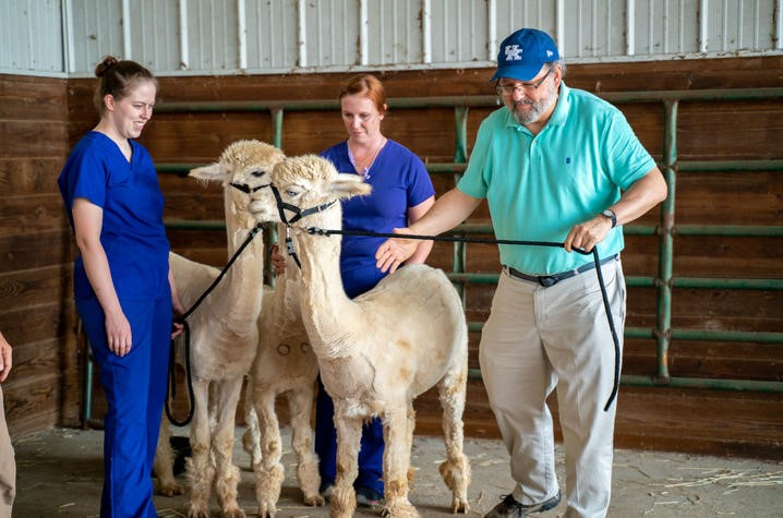 Alpacas helping researchers to combat COVID-19