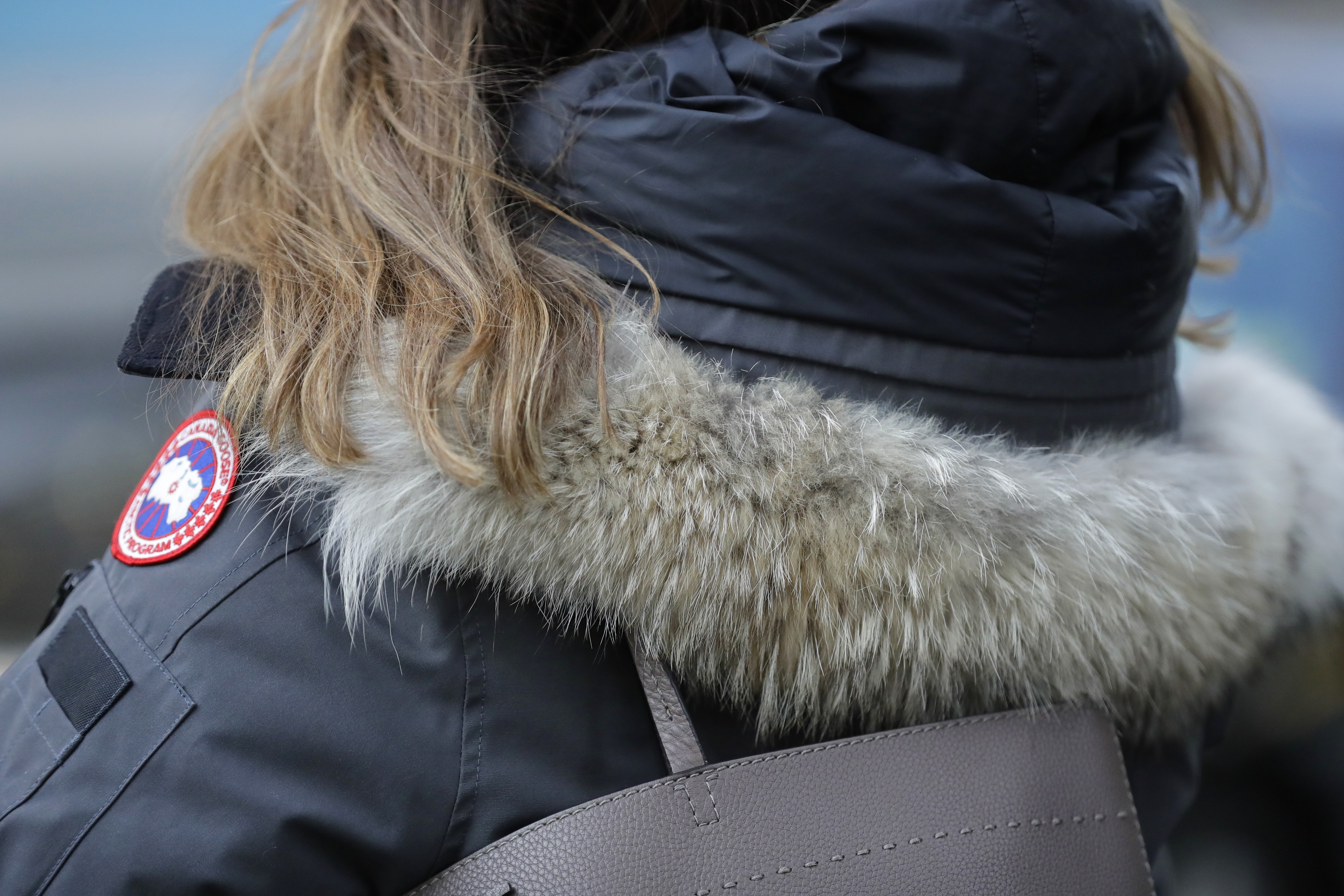 Coyote Fur