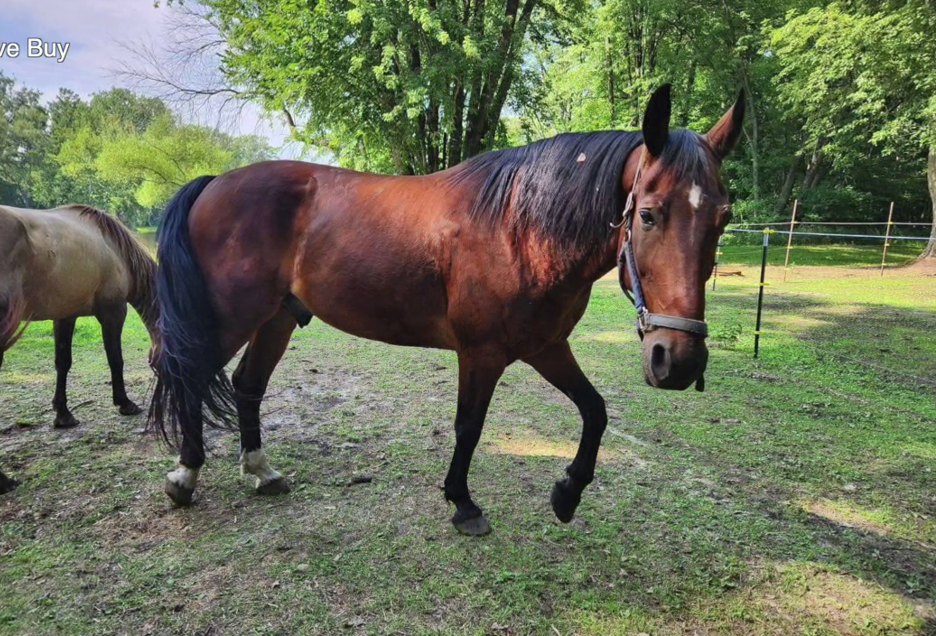 RIDELOVEBUYHORSEPICTURE 02112024.png