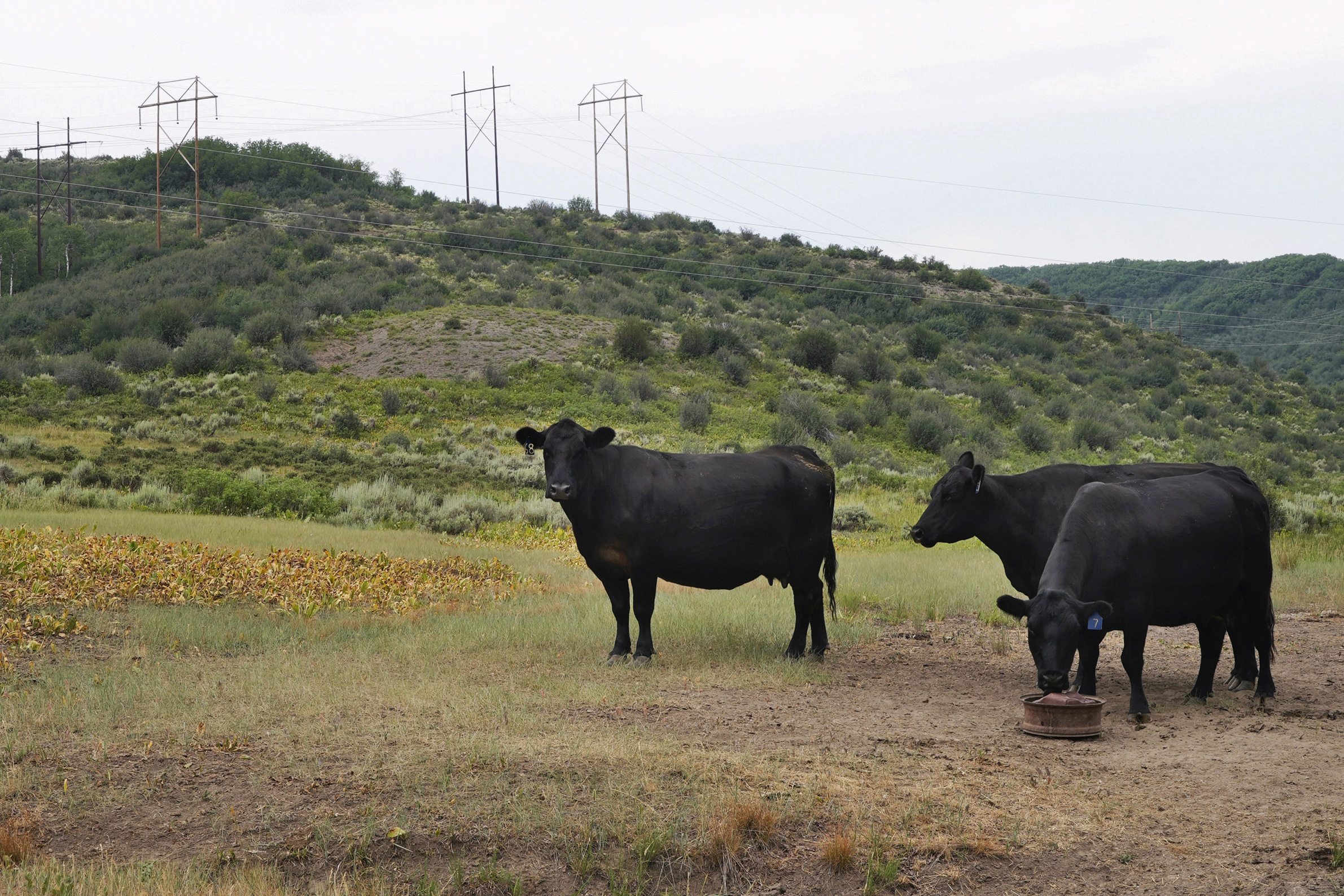 Ranchers, Drought, Cows, Cattle, livestock, beef, hay,