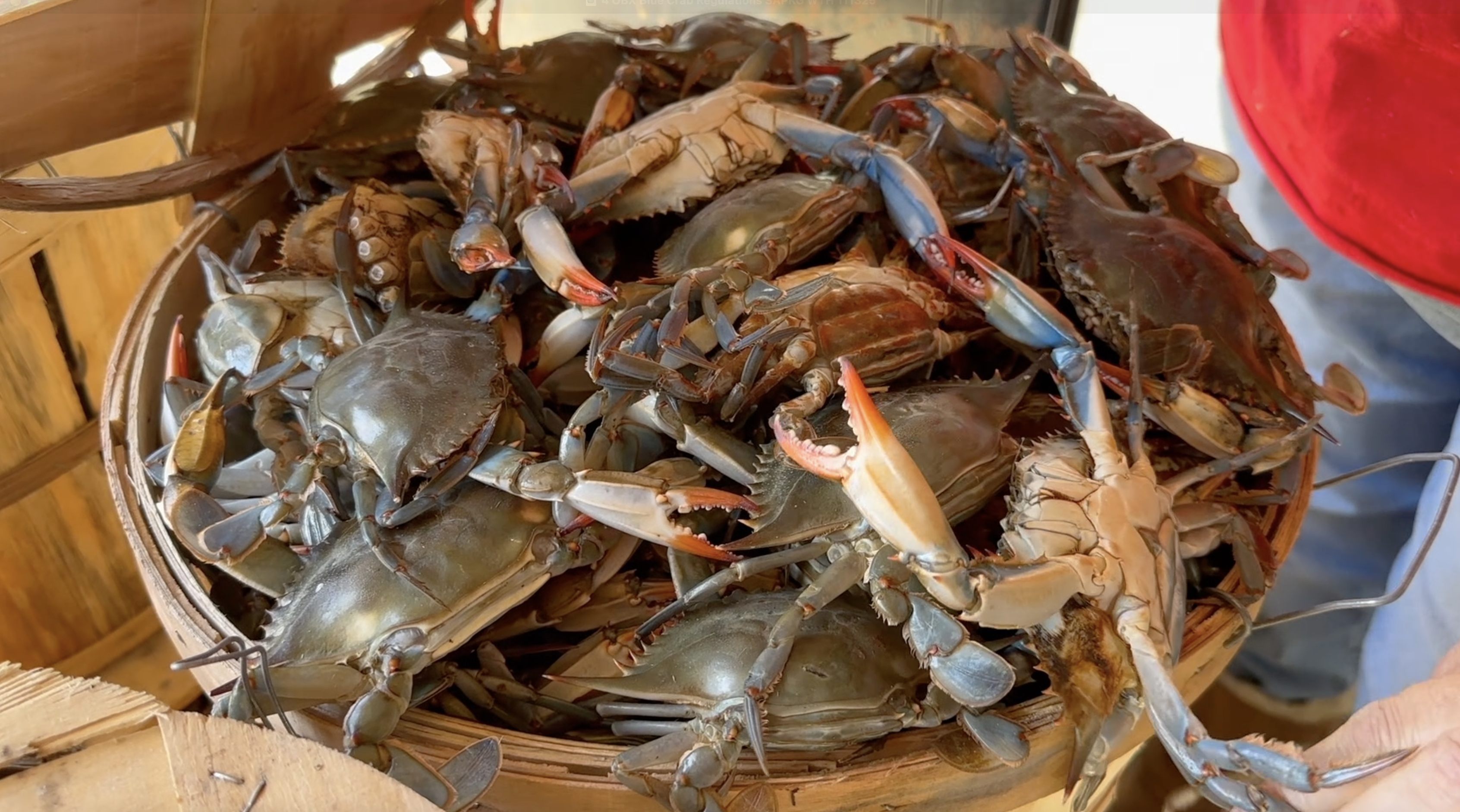 Blue Crab Regulations