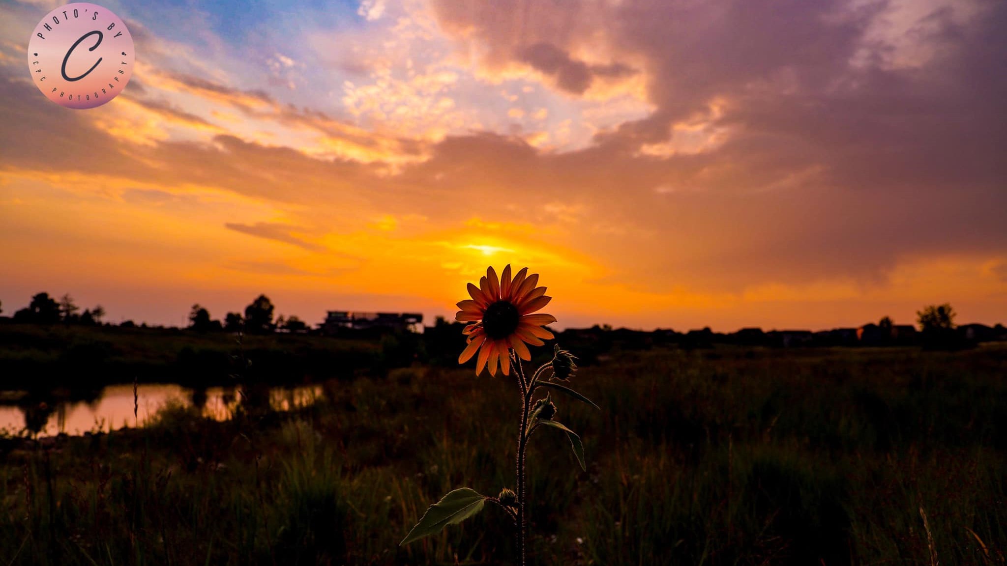 Carter Chavez sunflower