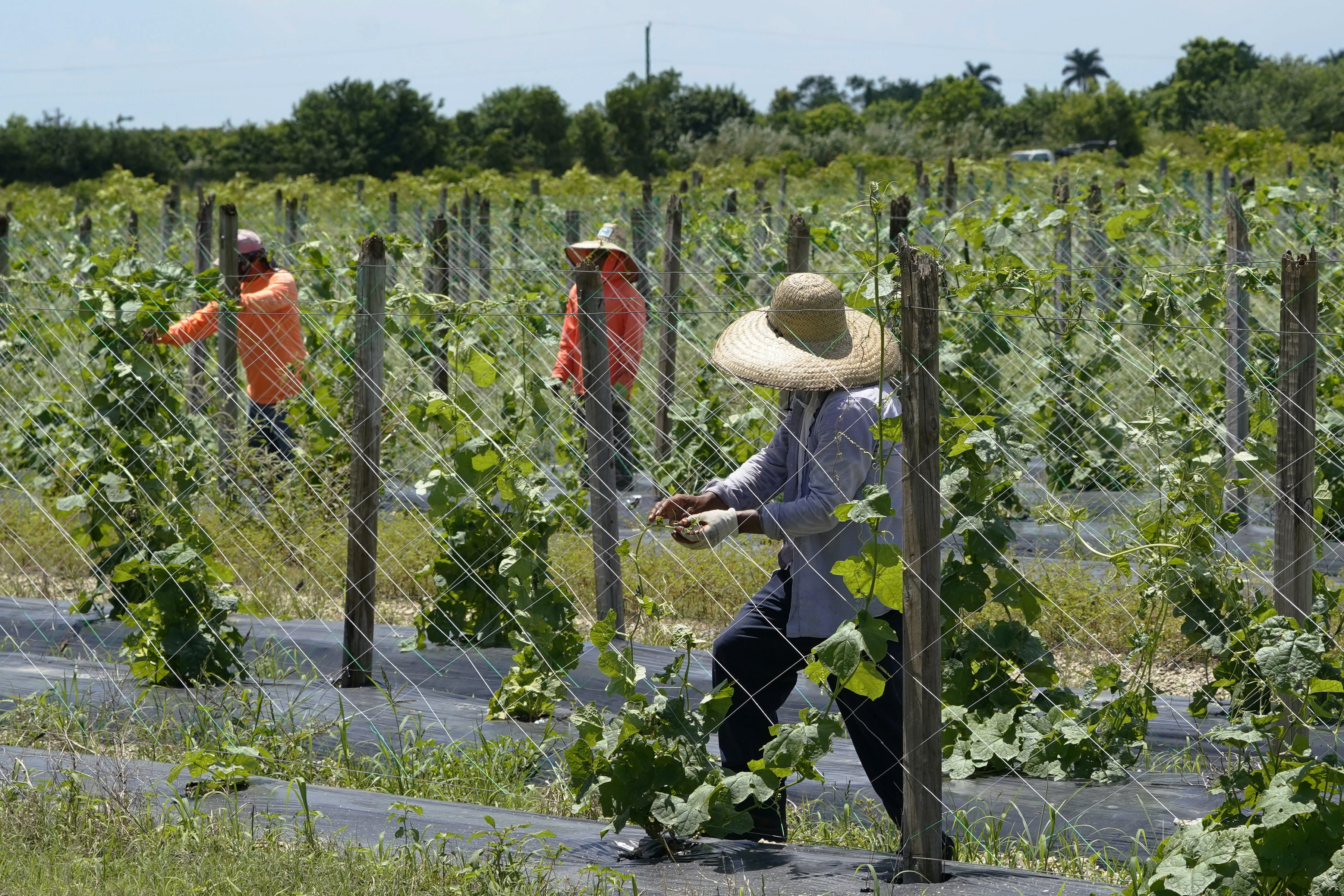 Agriculture workers
