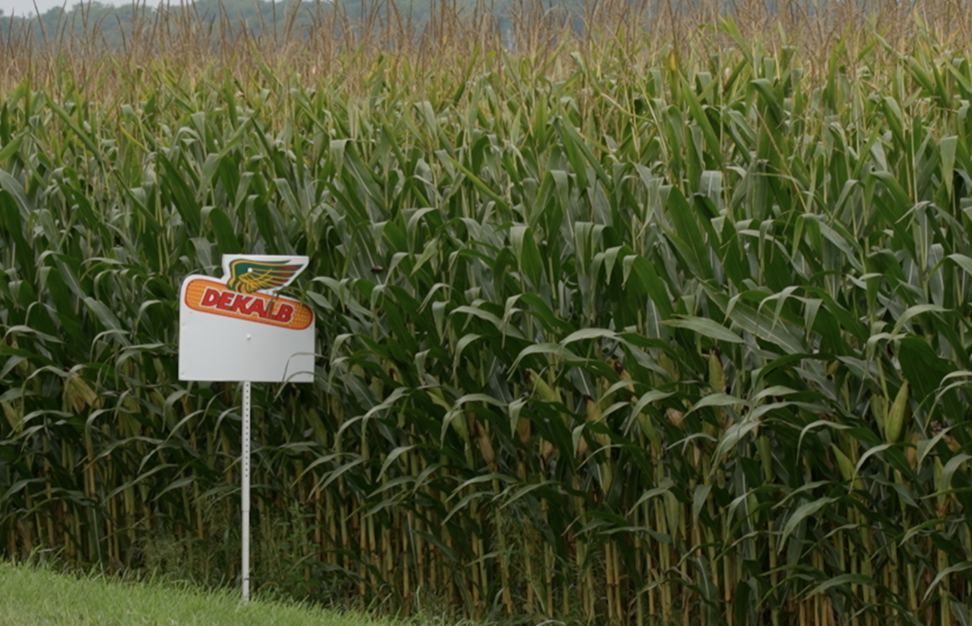 Leslie Township Corn Field
