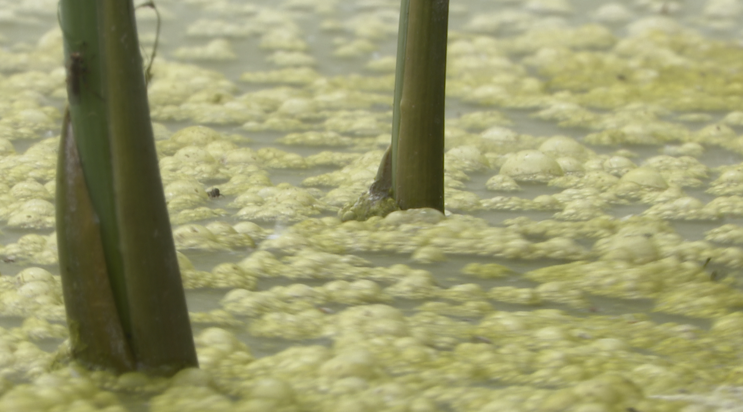 Screen Shot 2022-07-13 at 9.41.58 AM.png