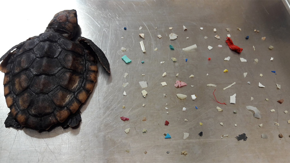 WPTV-GUMBO-LIMBO-TURTLE.jpg
