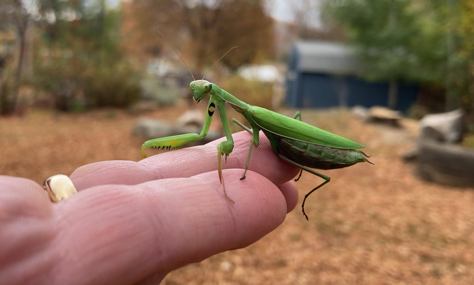 Increased praying mantis sightings signal shift to Missoula bug world - Vimarsana News