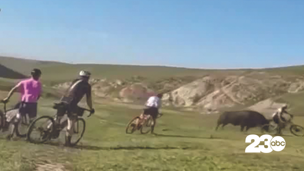 Bull strikes 4 bicyclists during race near Bakersfield