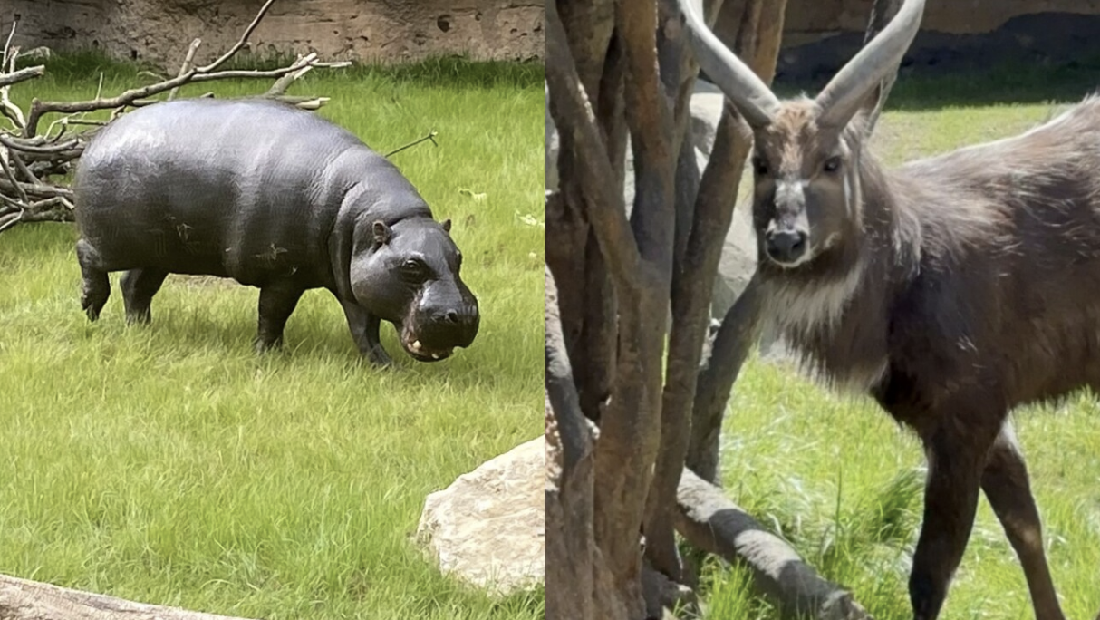 Jahari the pygmy hippo and Chopper the sitatunga