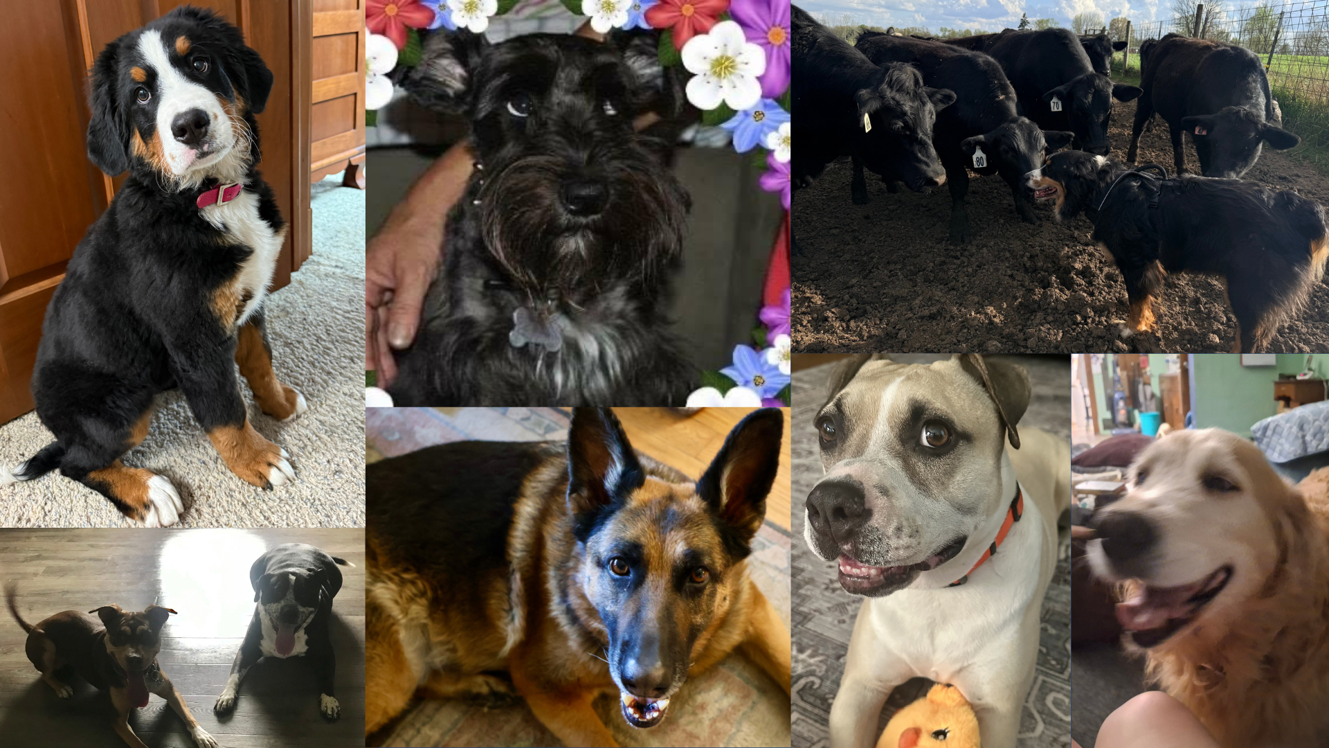 June 1-7: Dog Walking Forecast