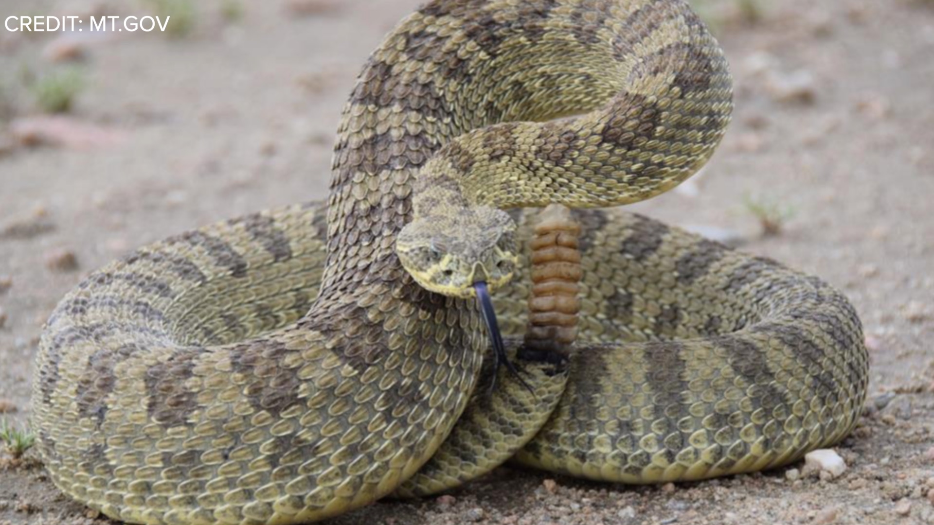 RATTLESNAKES BITING 