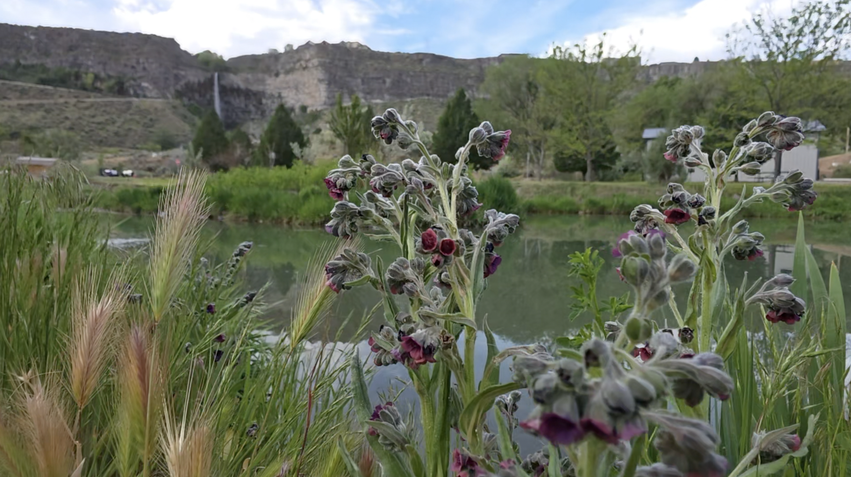 Noxious weeds pose growing threat in Twin Falls County