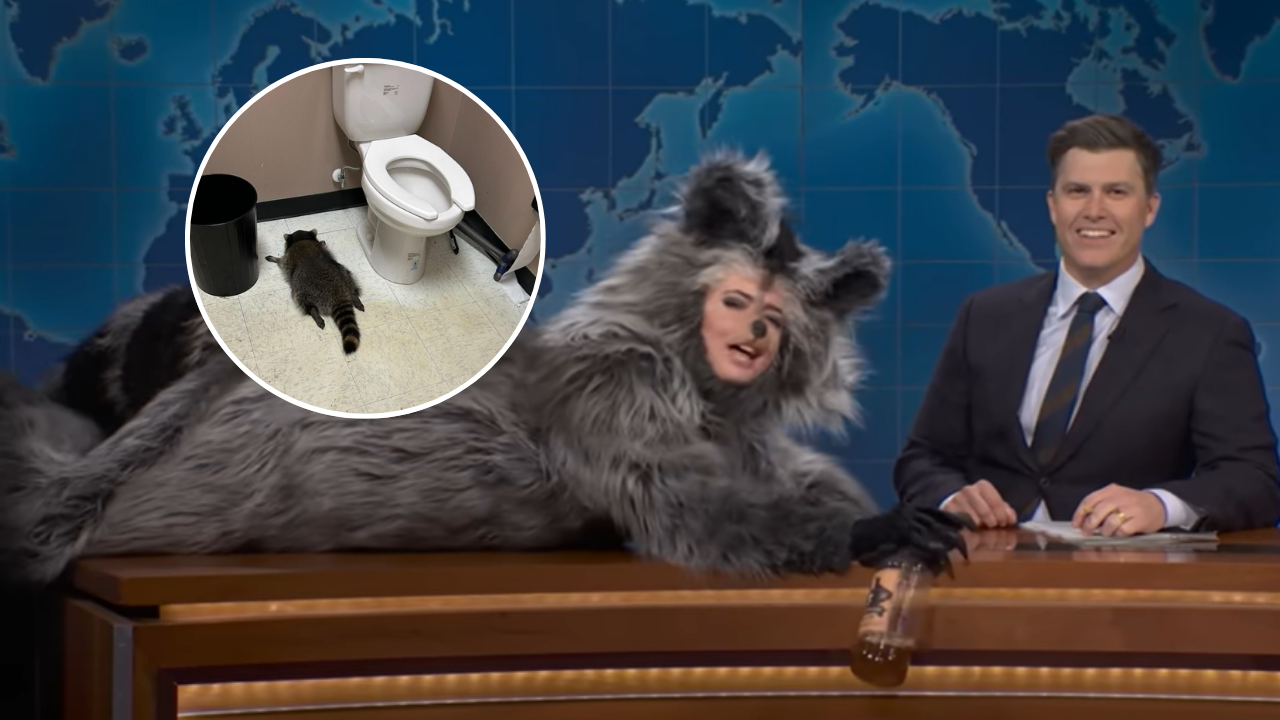 'Saturday Night Live' spoofs drunk raccoon