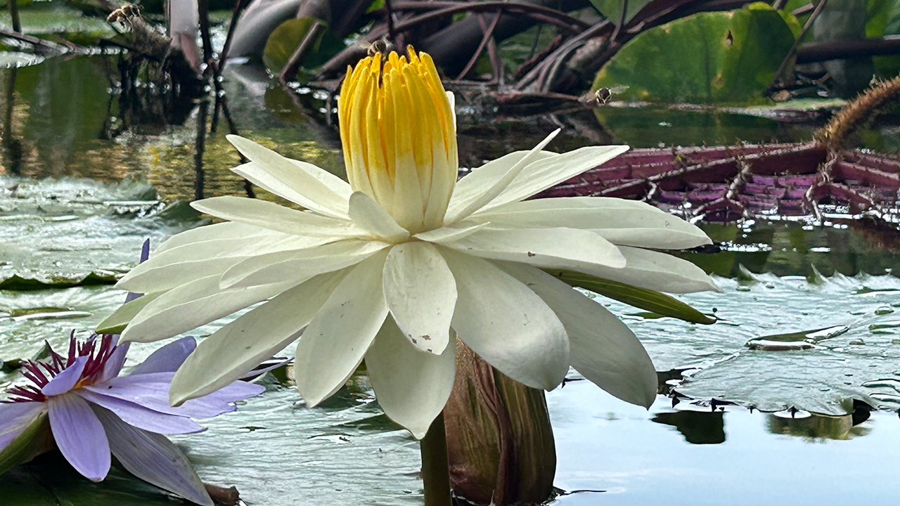 water lily June 10 2024