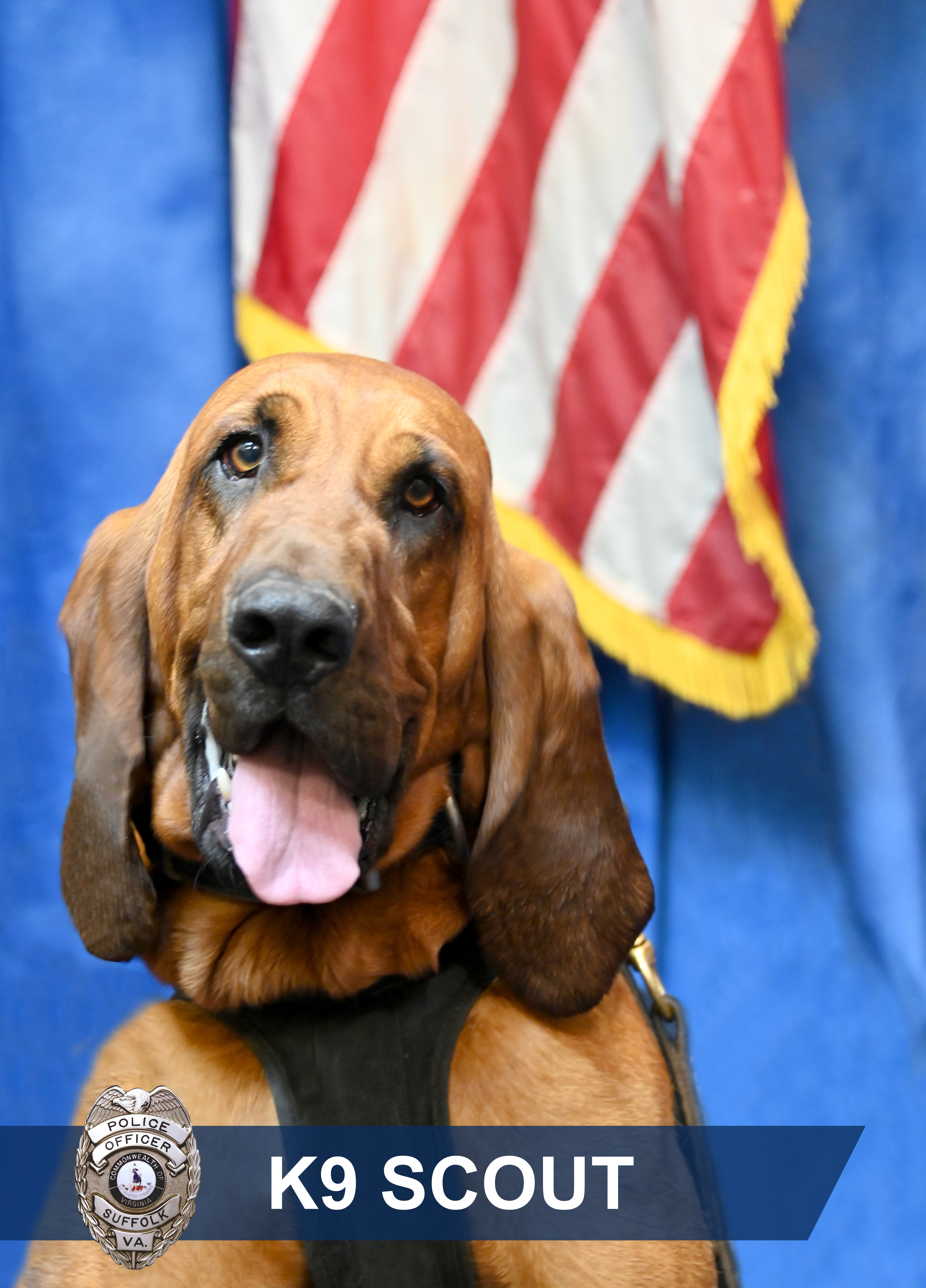 Scout Suffolk K9