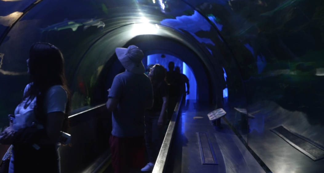 seaworld shark exhibit 5/22/2026