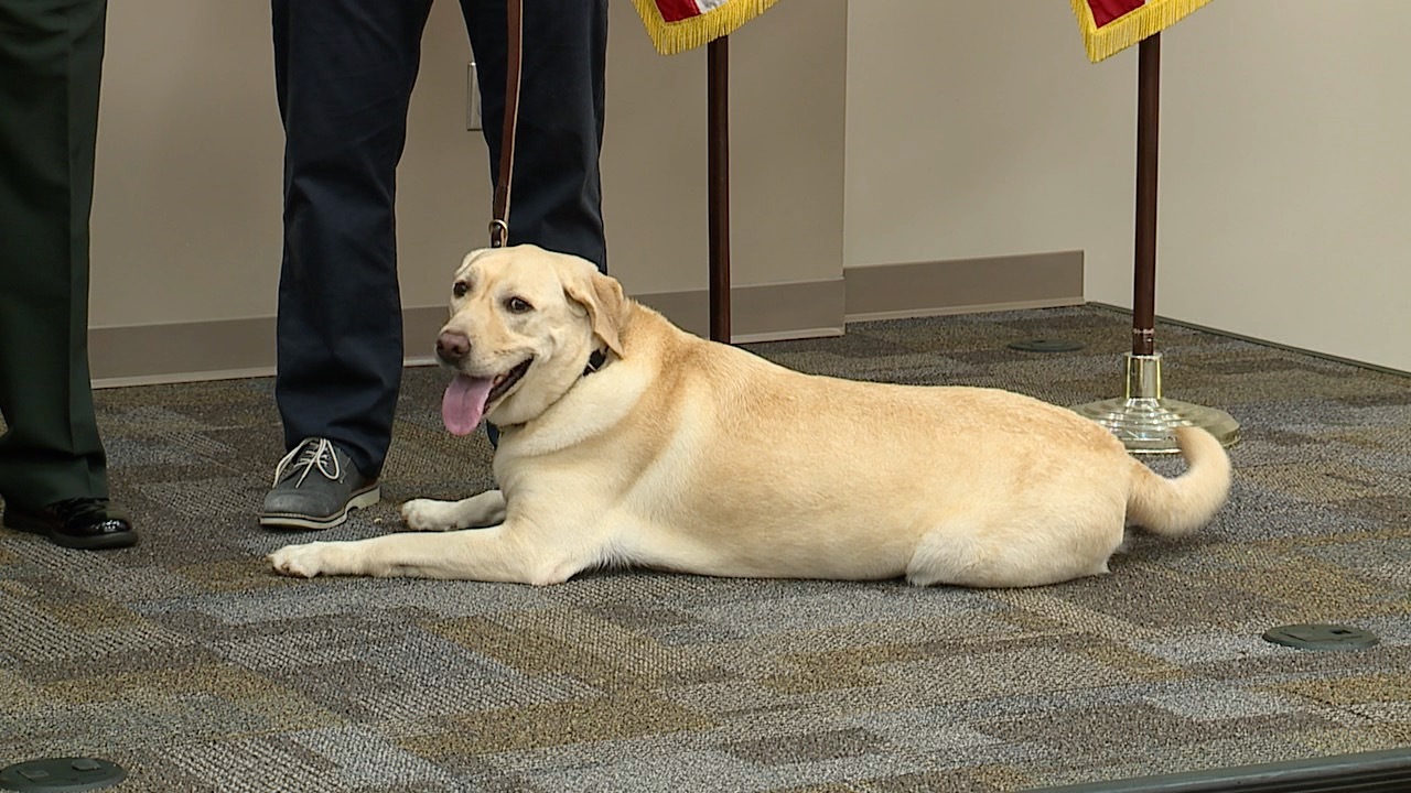 service dog-hillsborough county sheriffs office.jpg