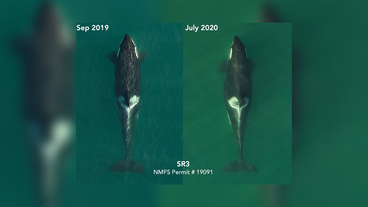 Orca who carried her dead calf for 1,000 miles is pregnant